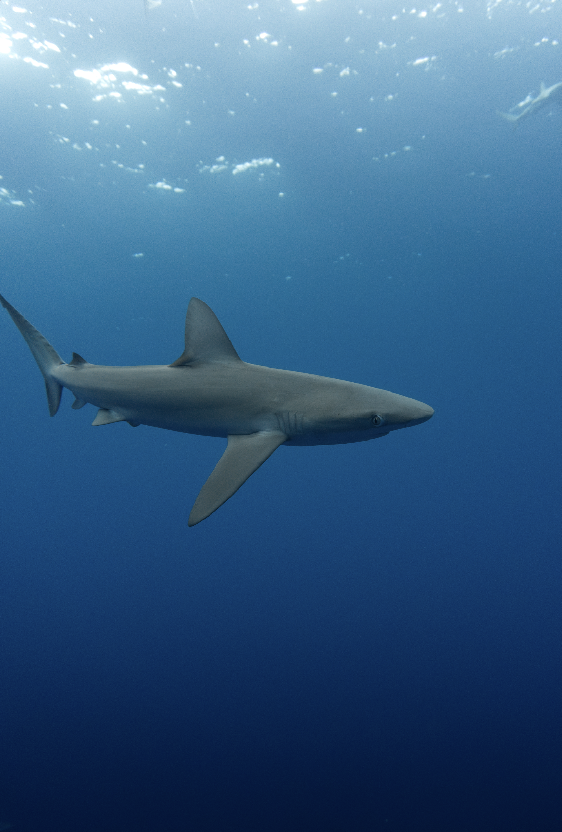 Screenshot 2024-08-18 at 5.36.31 pm.png