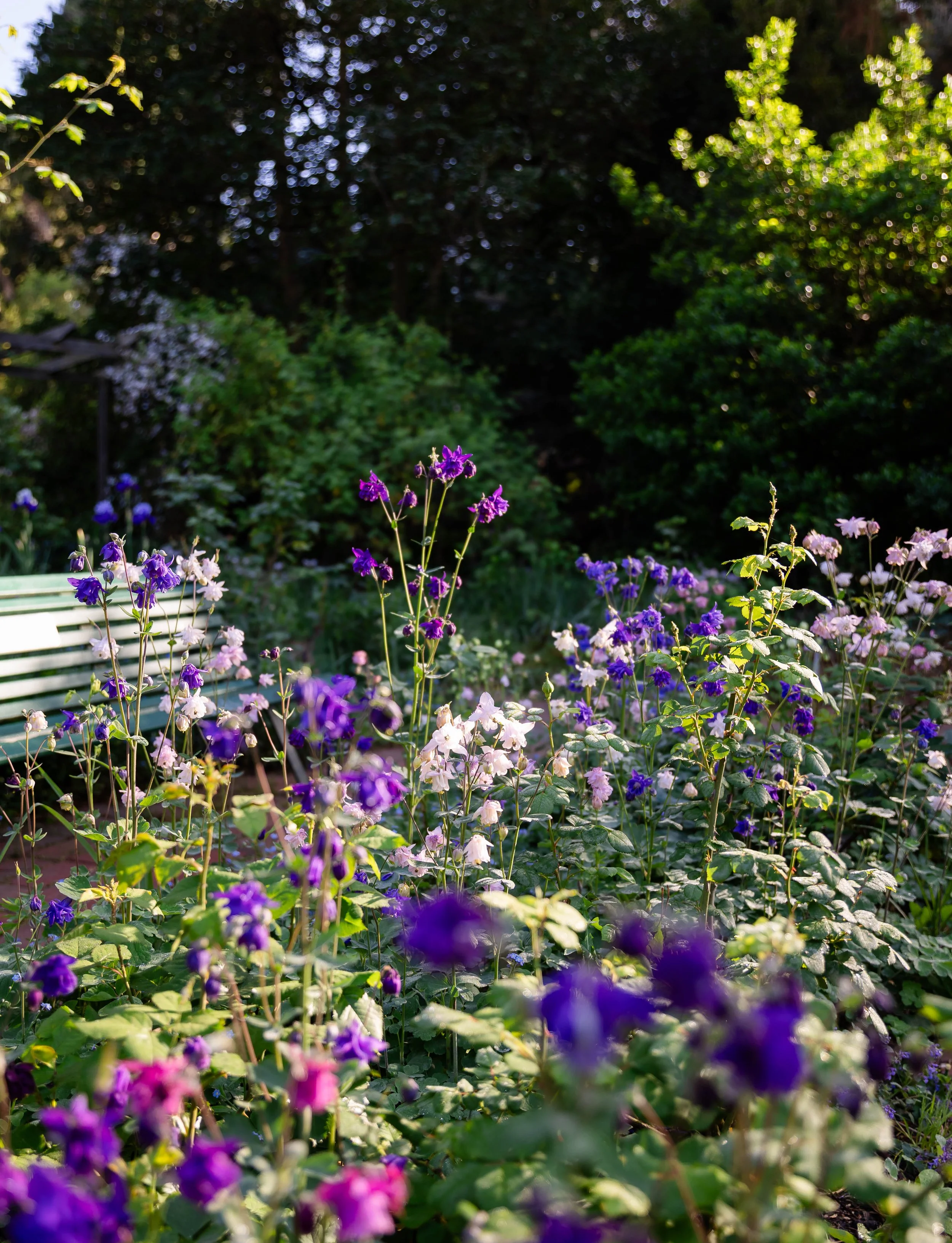 Honeybees book for Hardie Grant