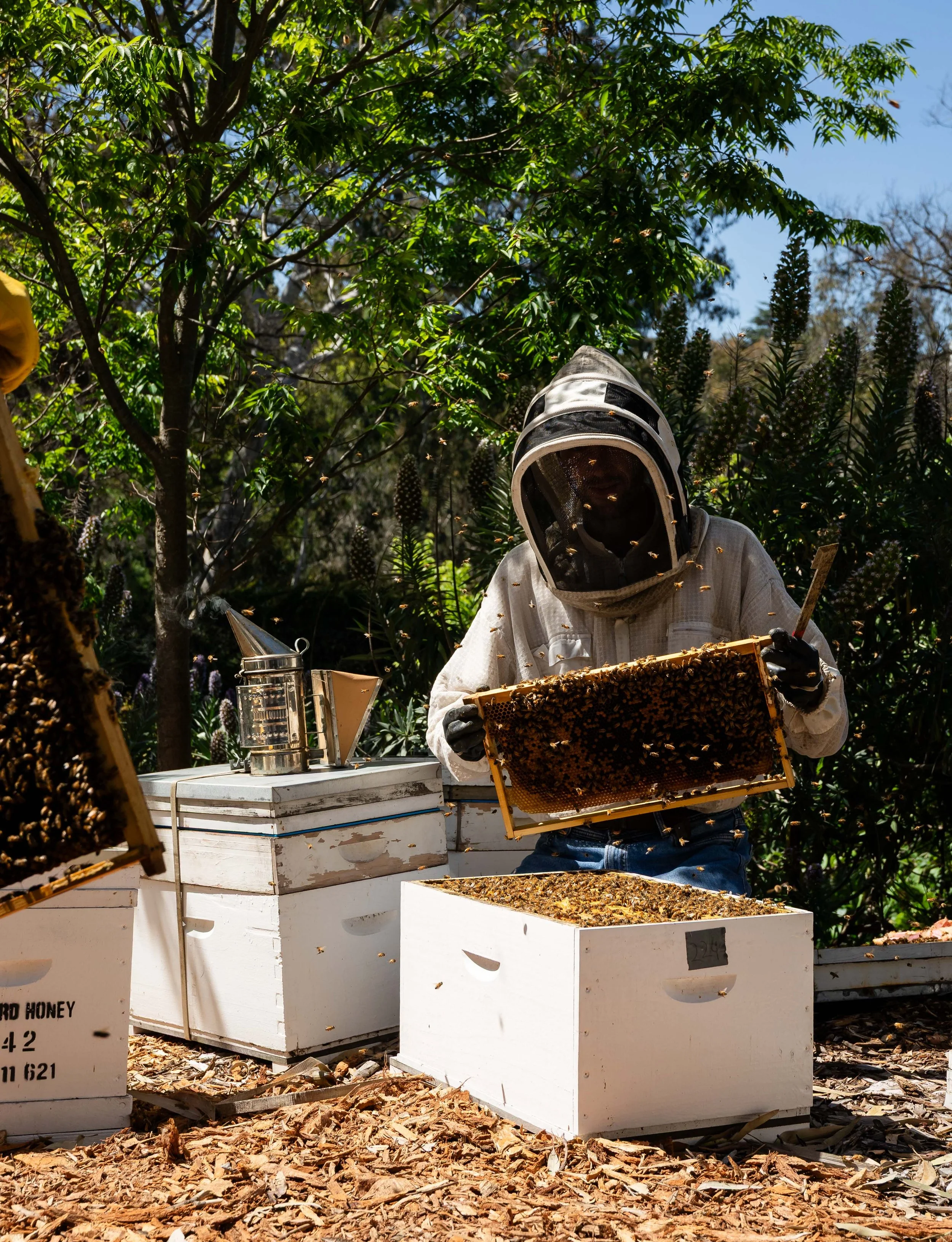 Honeybees book for Hardie Grant