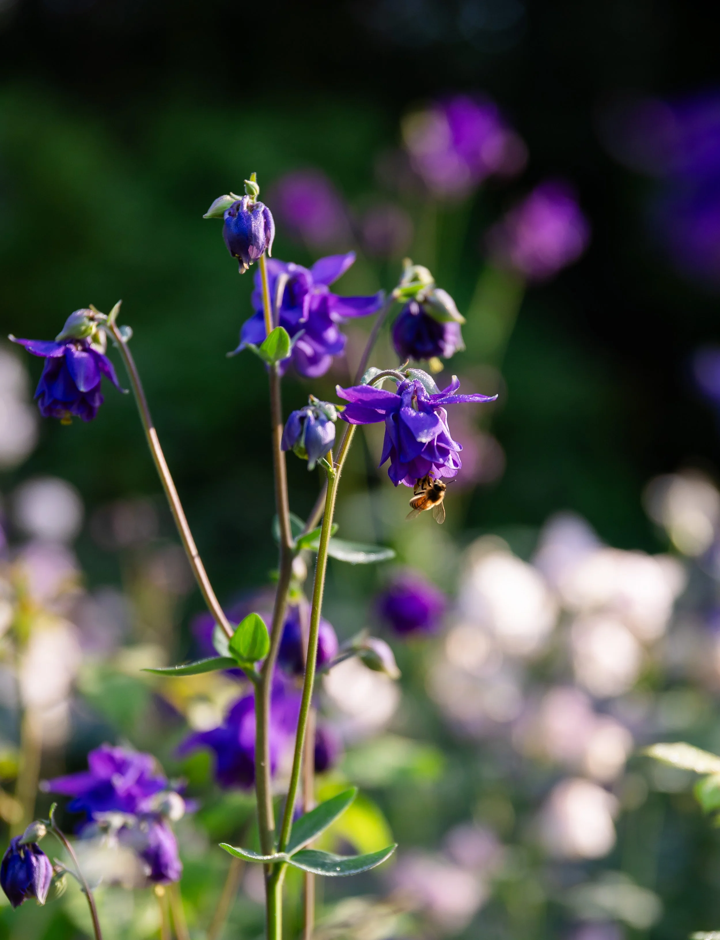 Honeybees book for Hardie Grant