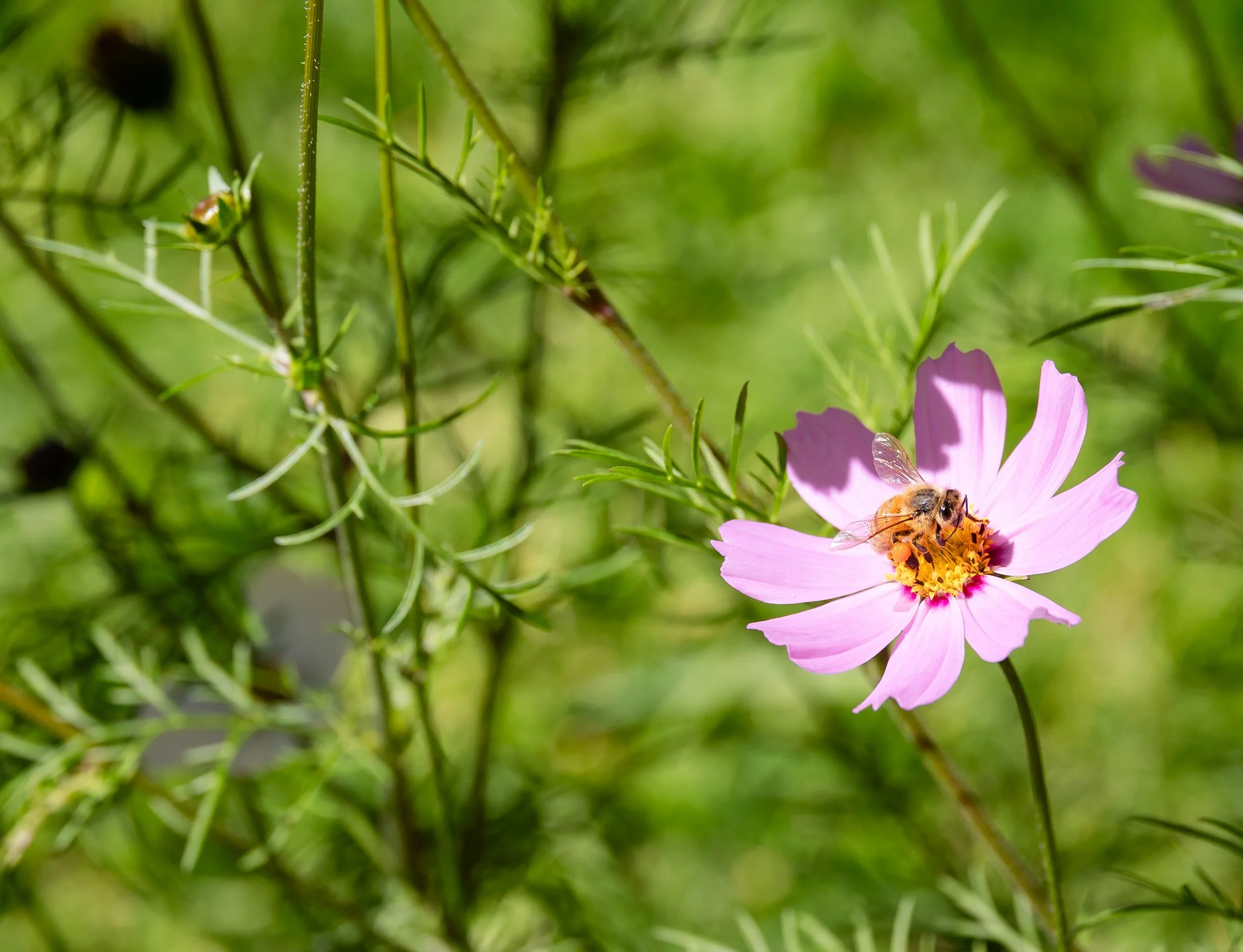 Honeybees book for Hardie Grant