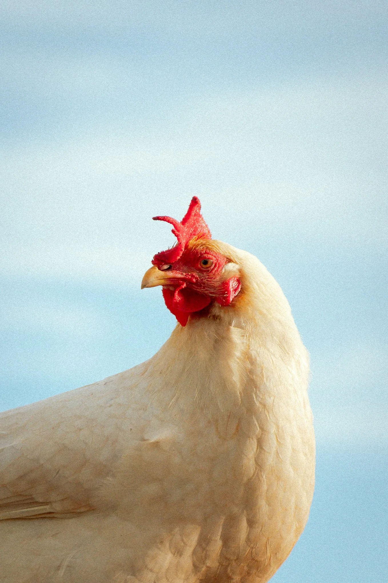 Common Ground Project