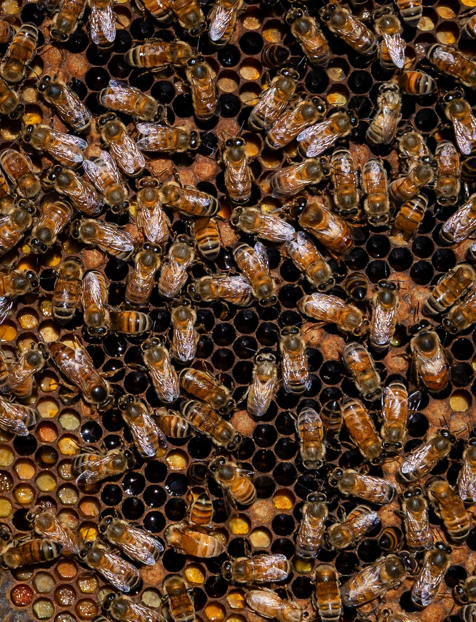 Honeybees book for Hardie Grant