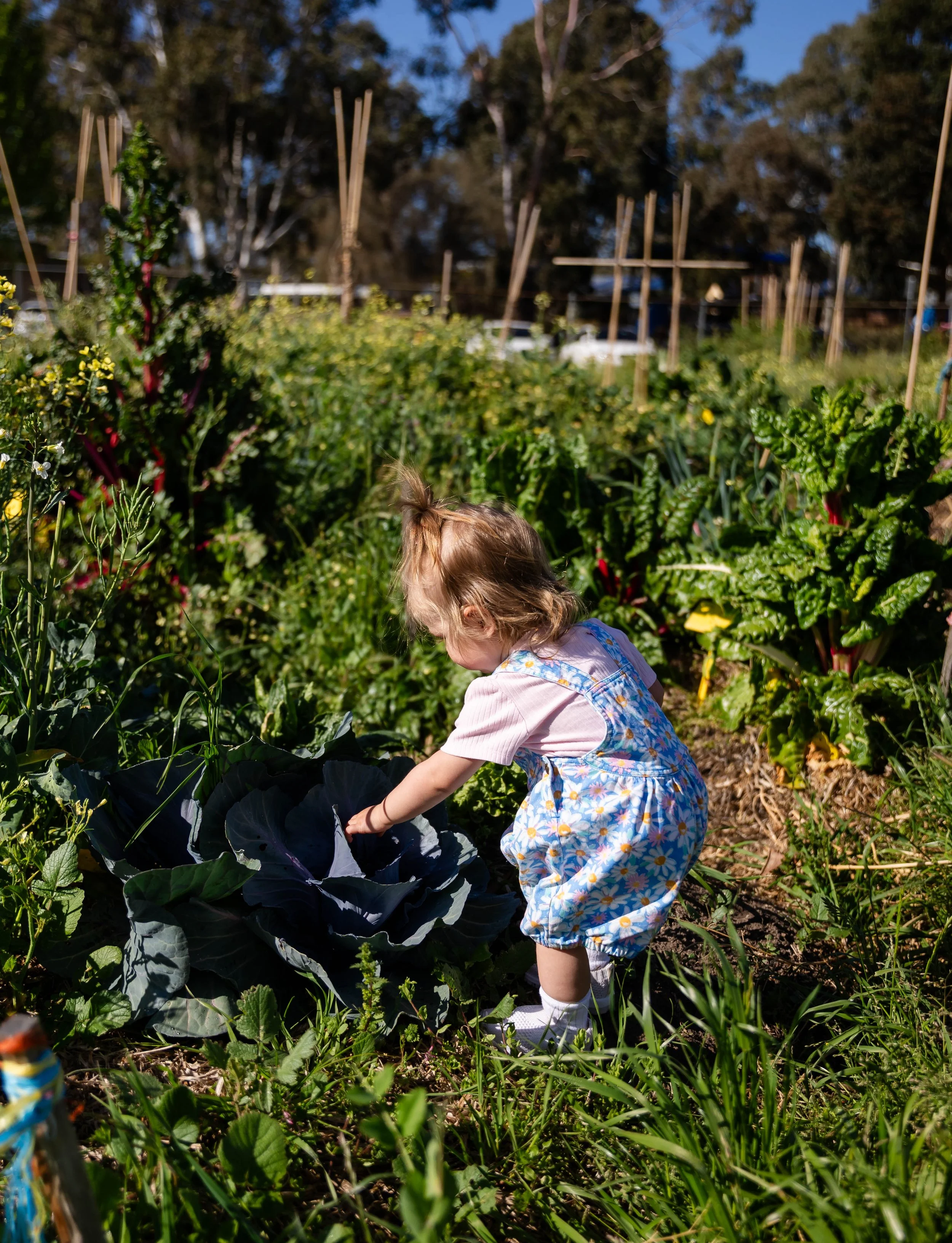 Honeybees book for Hardie Grant