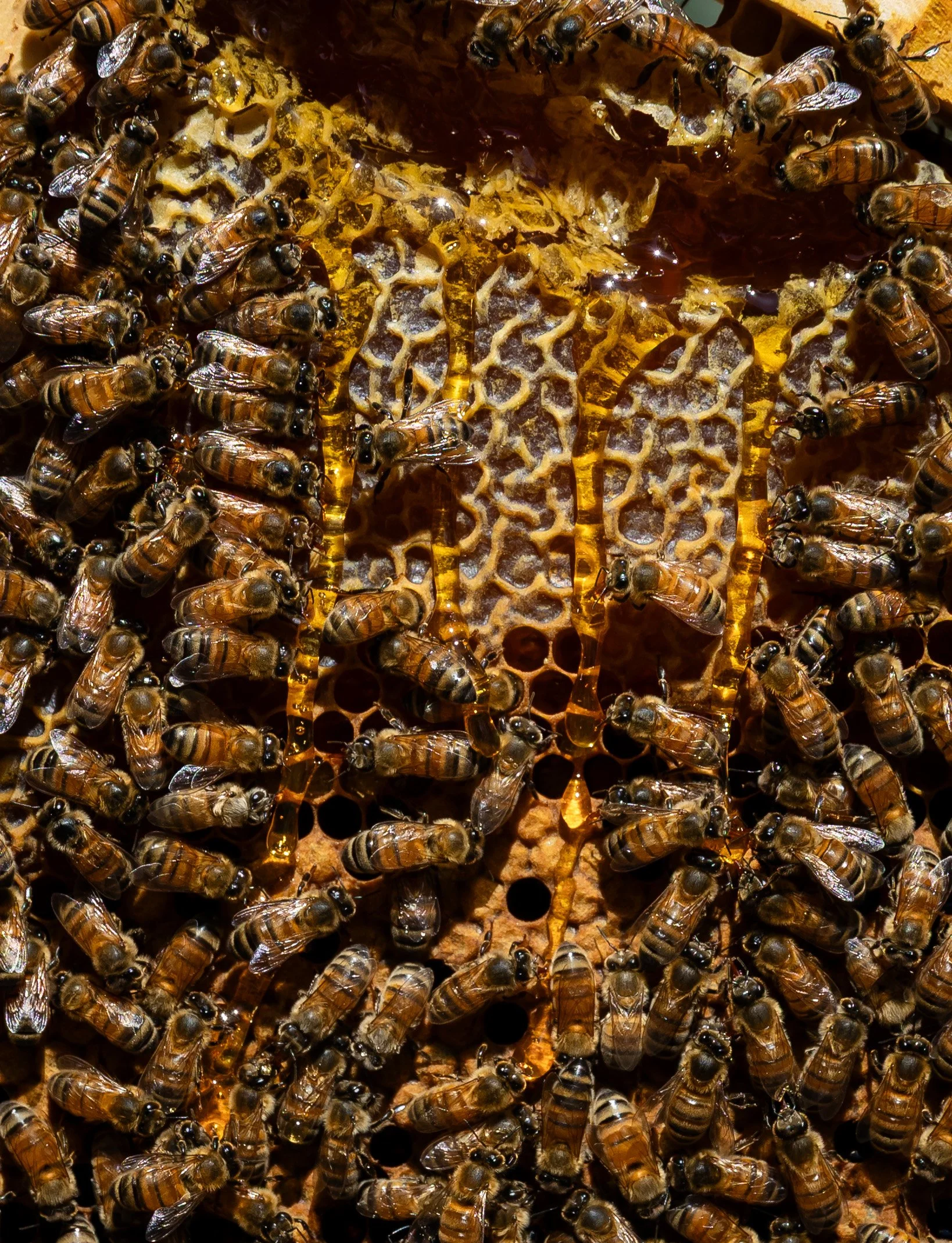 Honeybees book for Hardie Grant