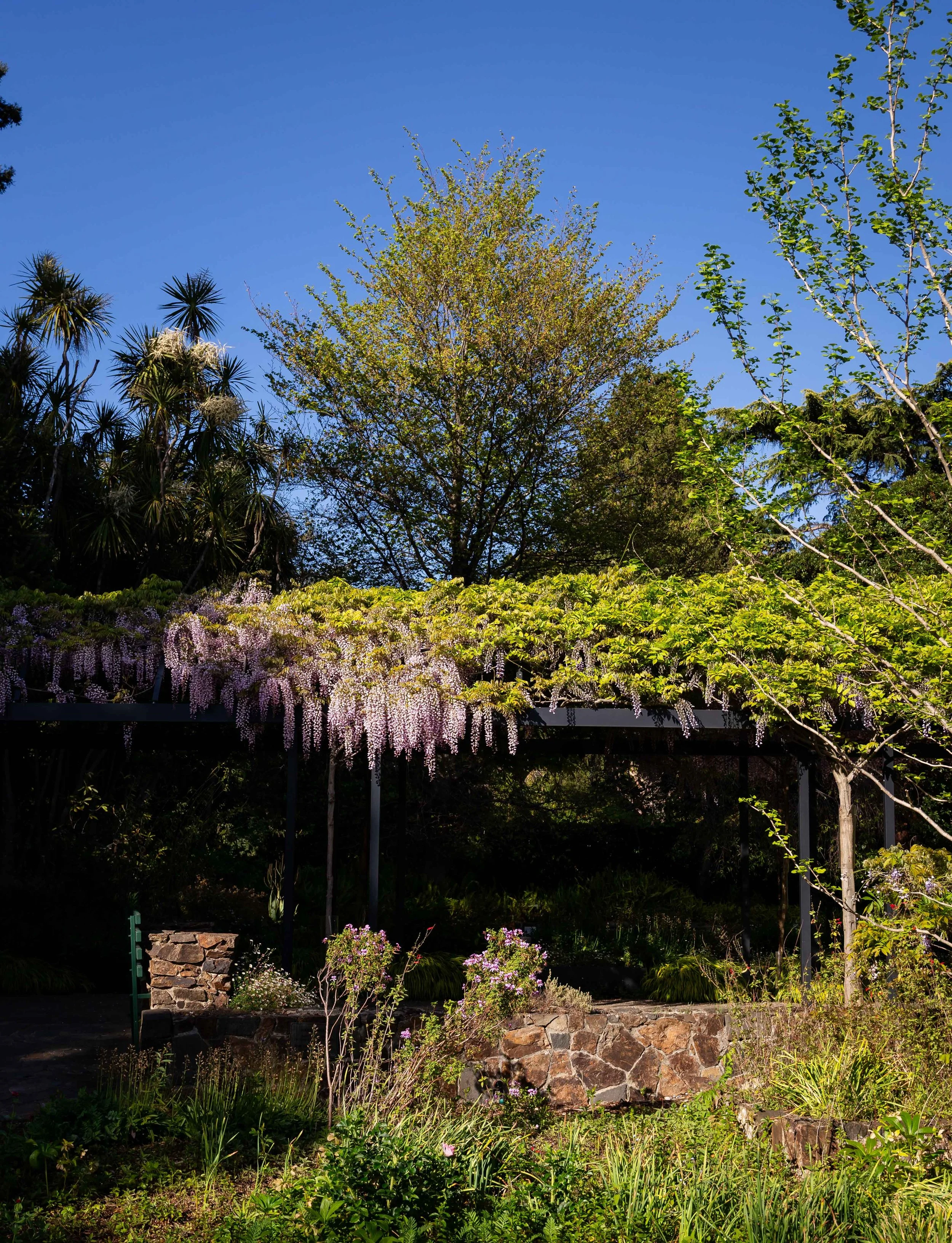 Honeybees book for Hardie Grant