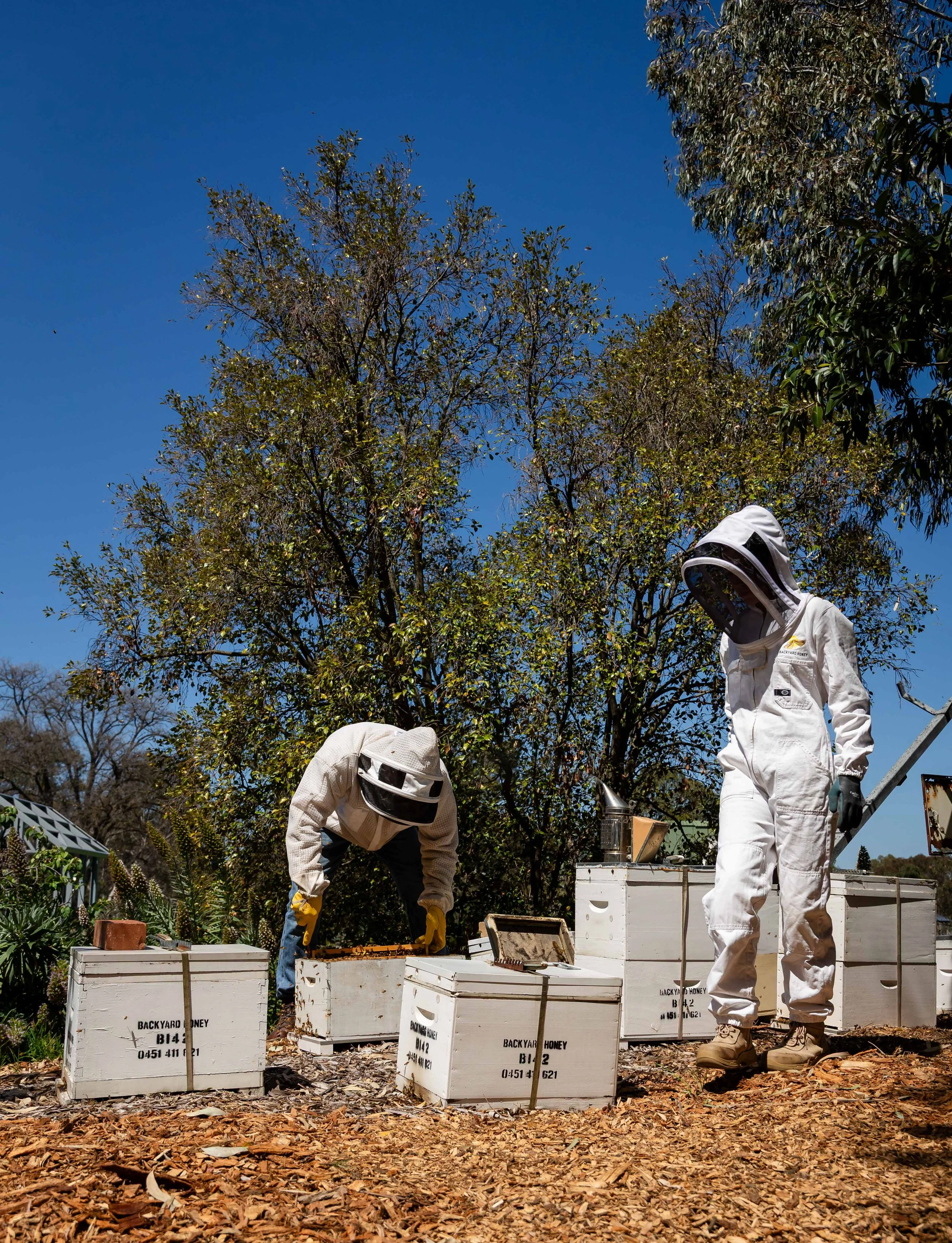 Honeybees book for Hardie Grant