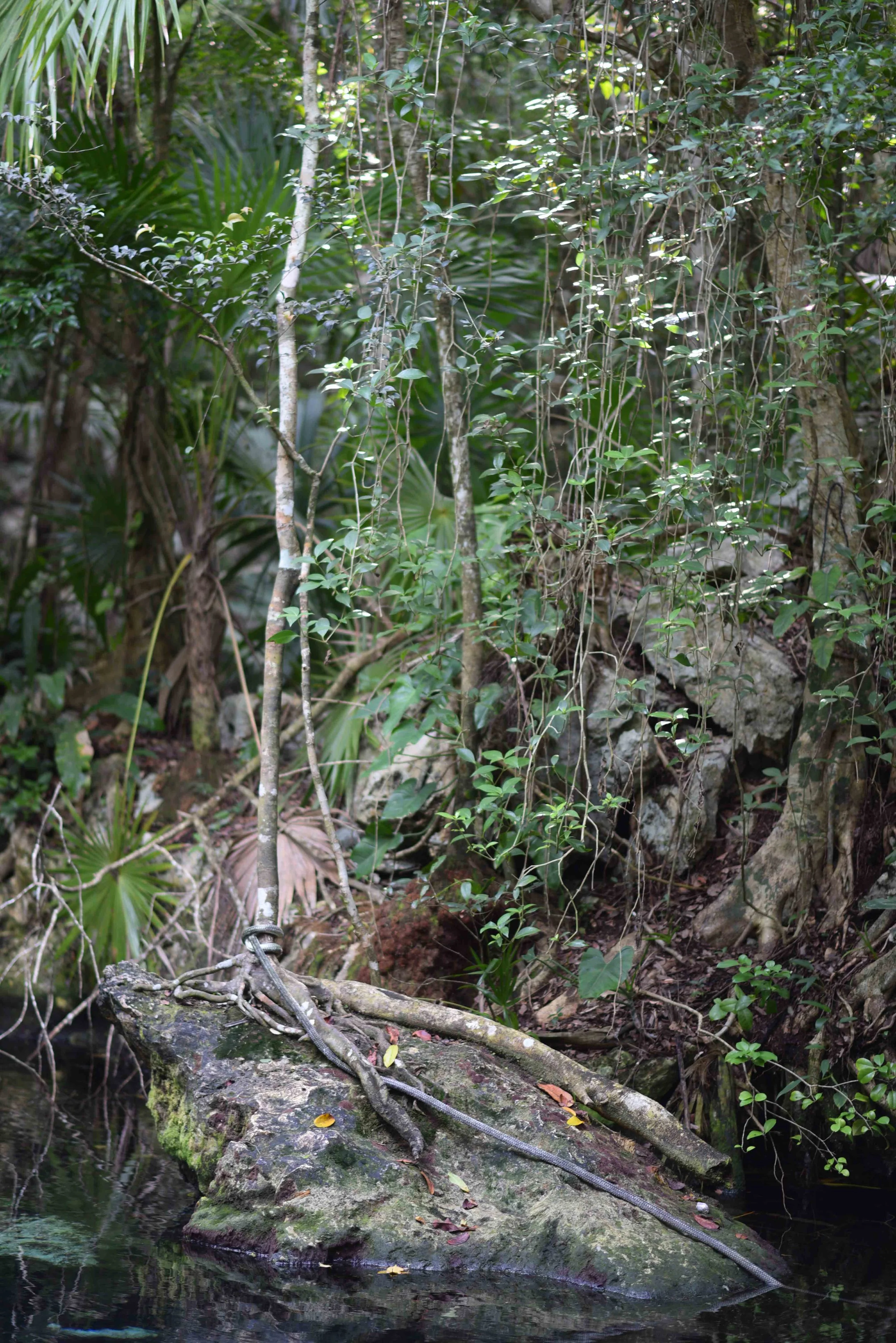 DSC_9236.jpg