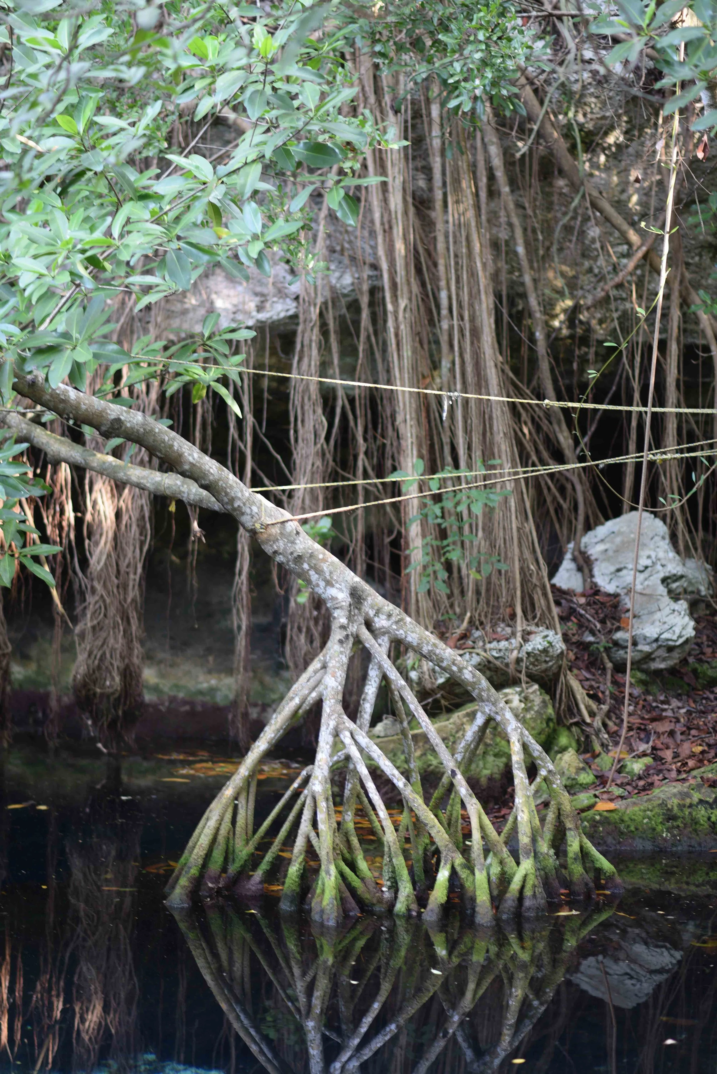 DSC_9196.jpg