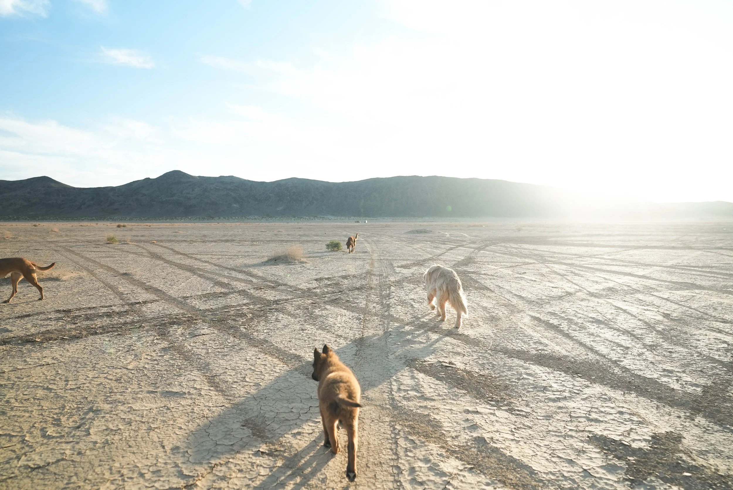 Joshua Tree Workshop