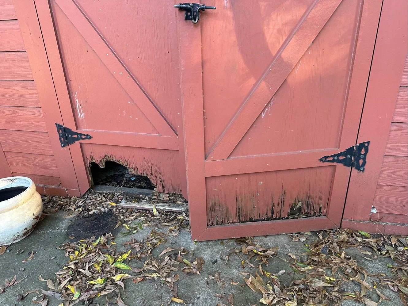 A weathered red wooden shed door with a noticeable hole at the bottom right corner. The lower part of the door shows signs of wear and damage. There are dry leaves scattered on the concrete ground in front of the door, and a white, empty pot is placed to the left of the door.