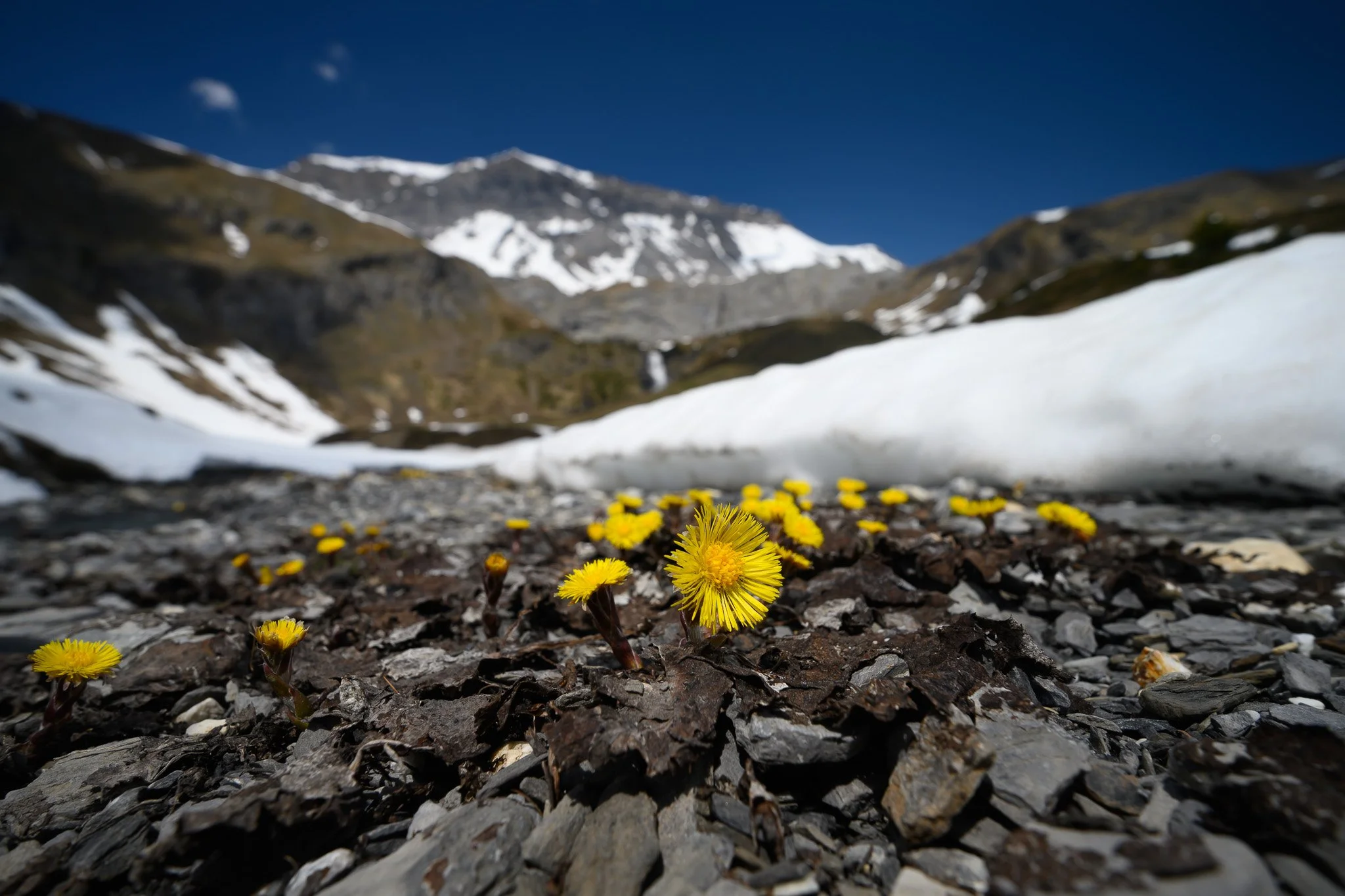 spring_tièche_foreground.jpg