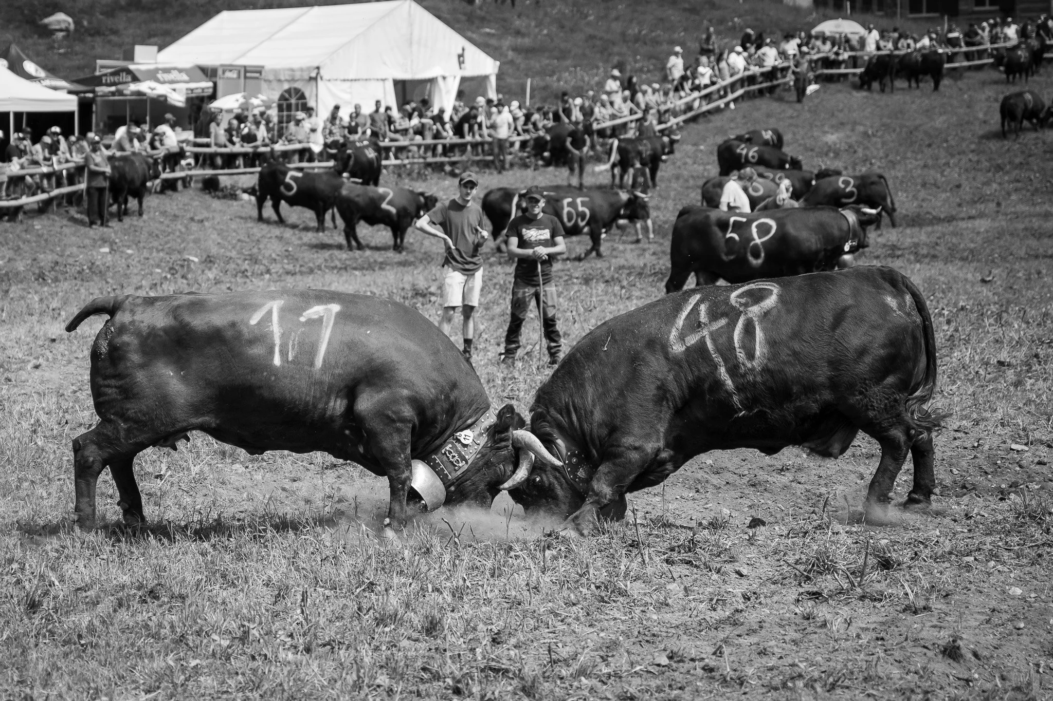 Two cows of the Val d'Hérens breed (Eringer in German) fighting for dominance of the herd before heading up to the alp for the summer.