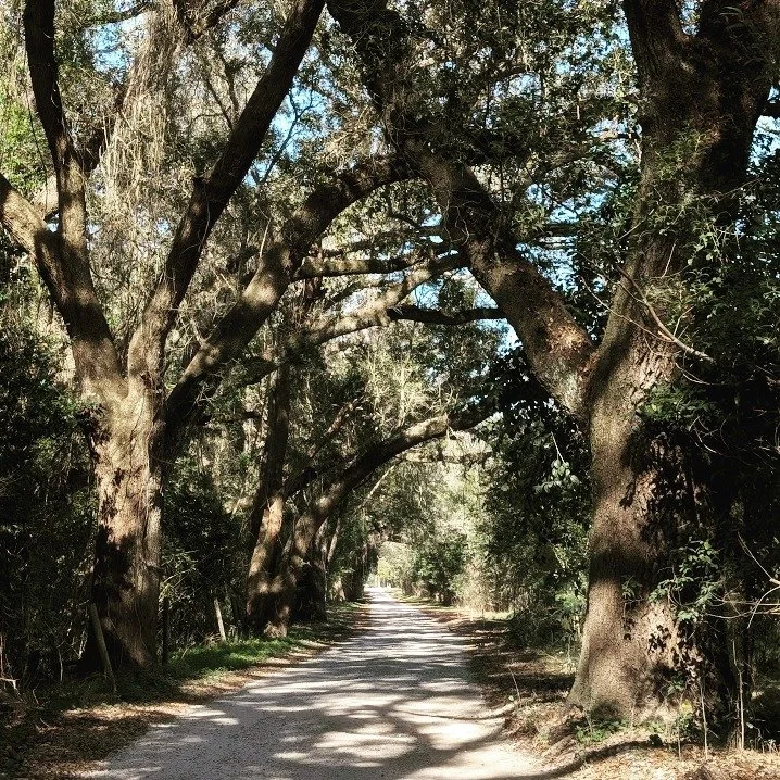 The year doesn't need a dramatic opening. It needs a steady hand and a quiet place to begin.

Full piece on the journal (link in bio) ✺

#slowtravel #travelritual #coastalliving #fairhopealabama