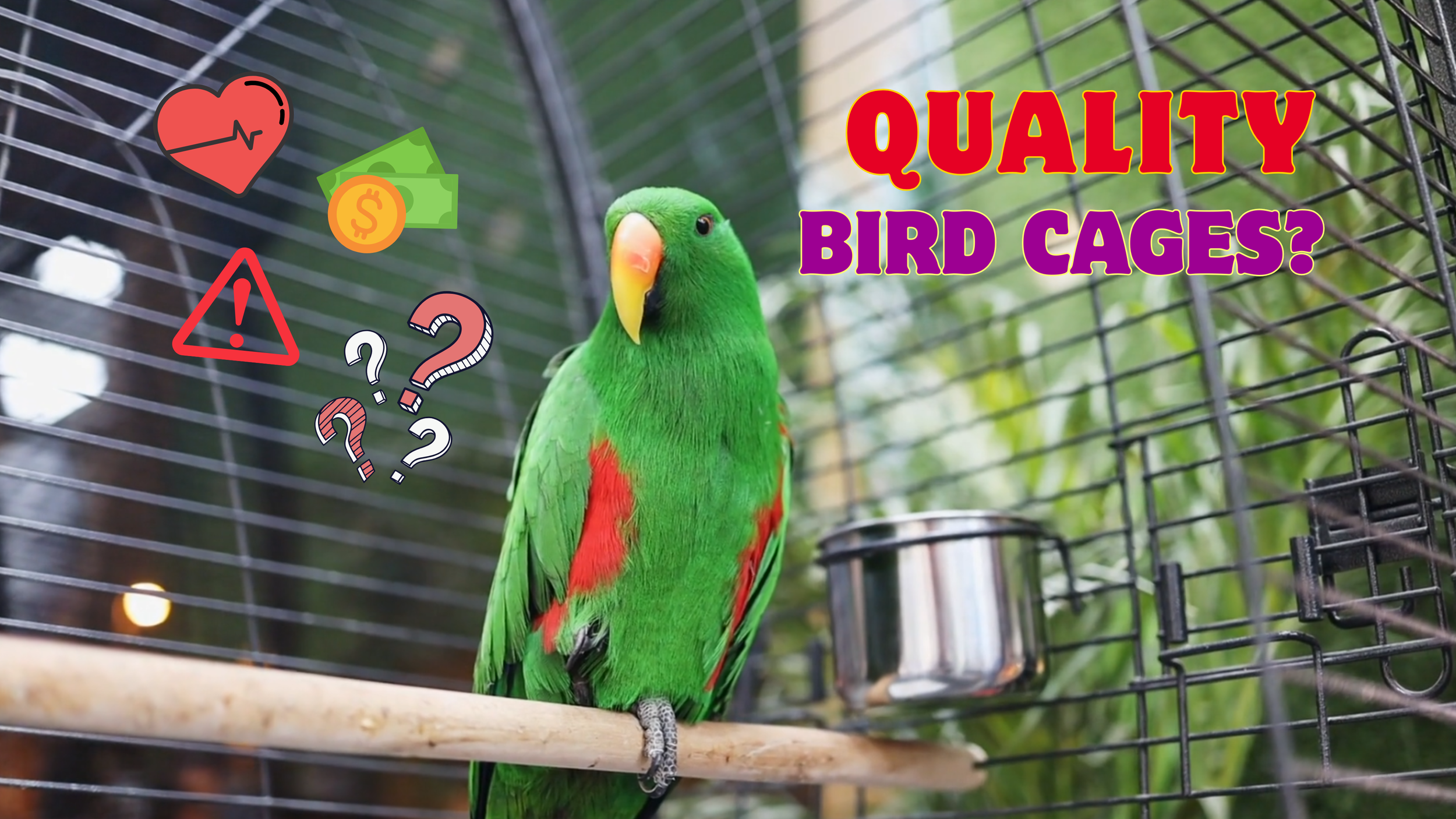 Investing In A Quality Bird Cage