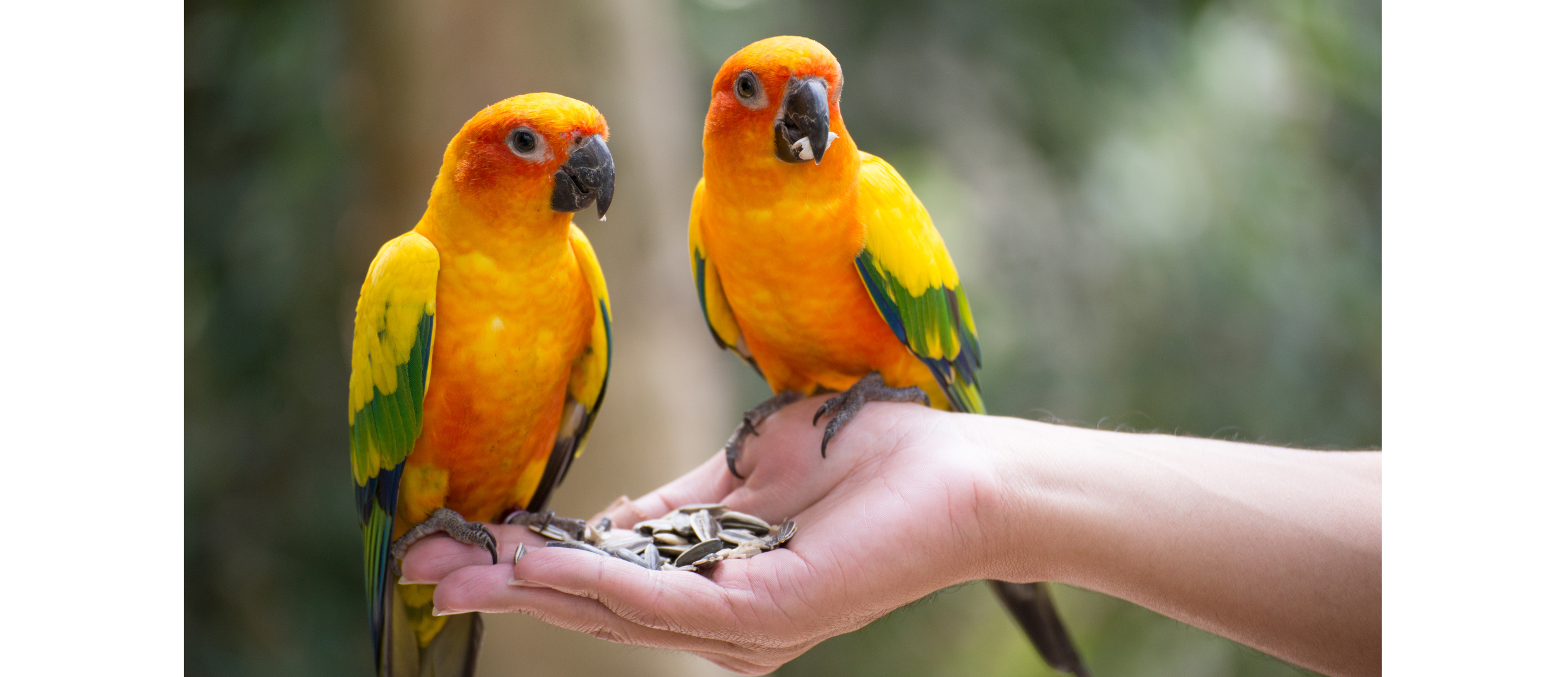 Are You Prepared to Have A Parrot? — BirdieLand