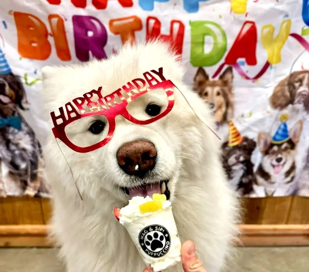 white dog with happy birthday glasses and pup cup
