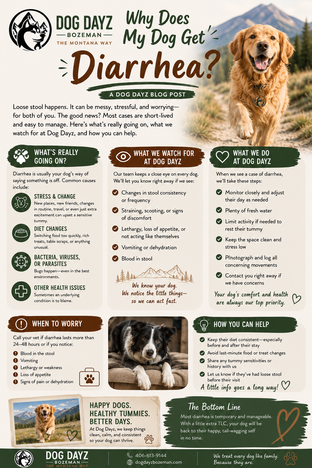 Why Does My Dog Get Diarrhea?
