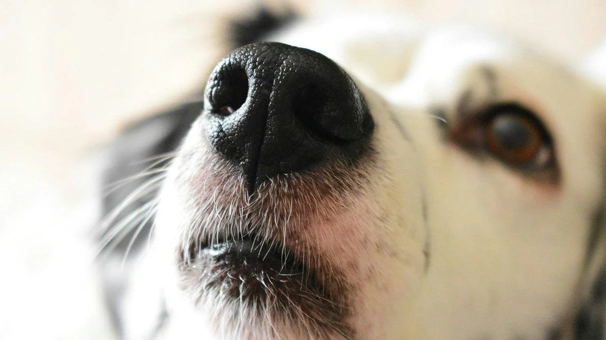 Kennel Cough—What Dog Owners Should Know