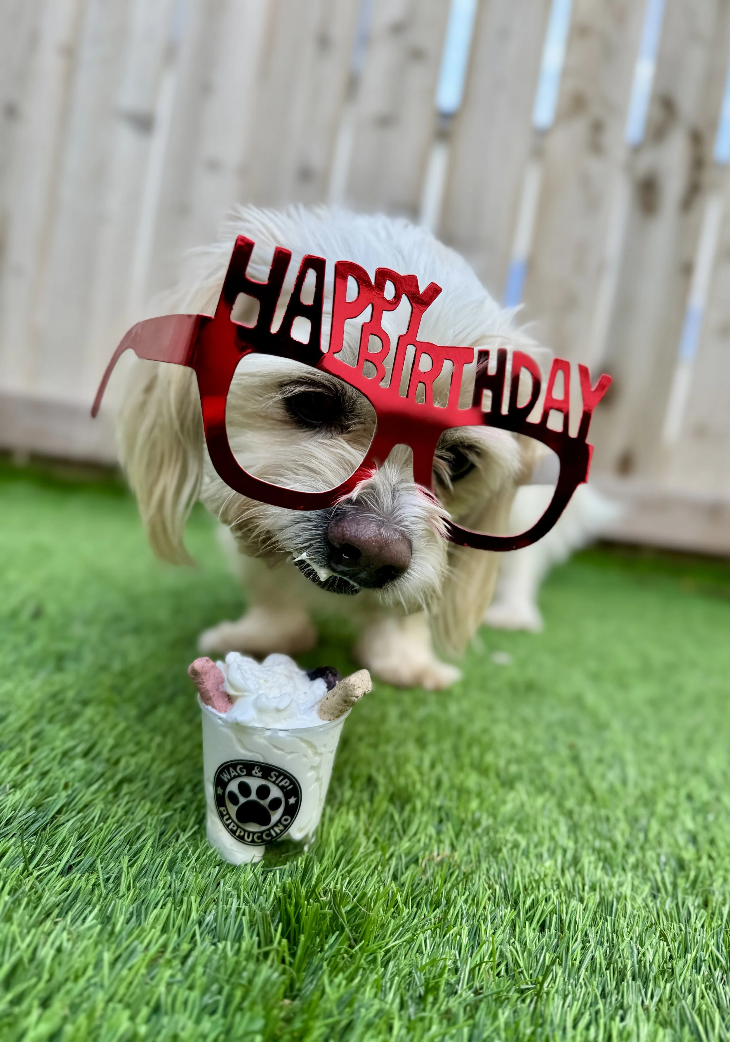 Small dog wearing red 'Happy Birthday' glasses, standing on green grass with an ice cream cup in front of it.