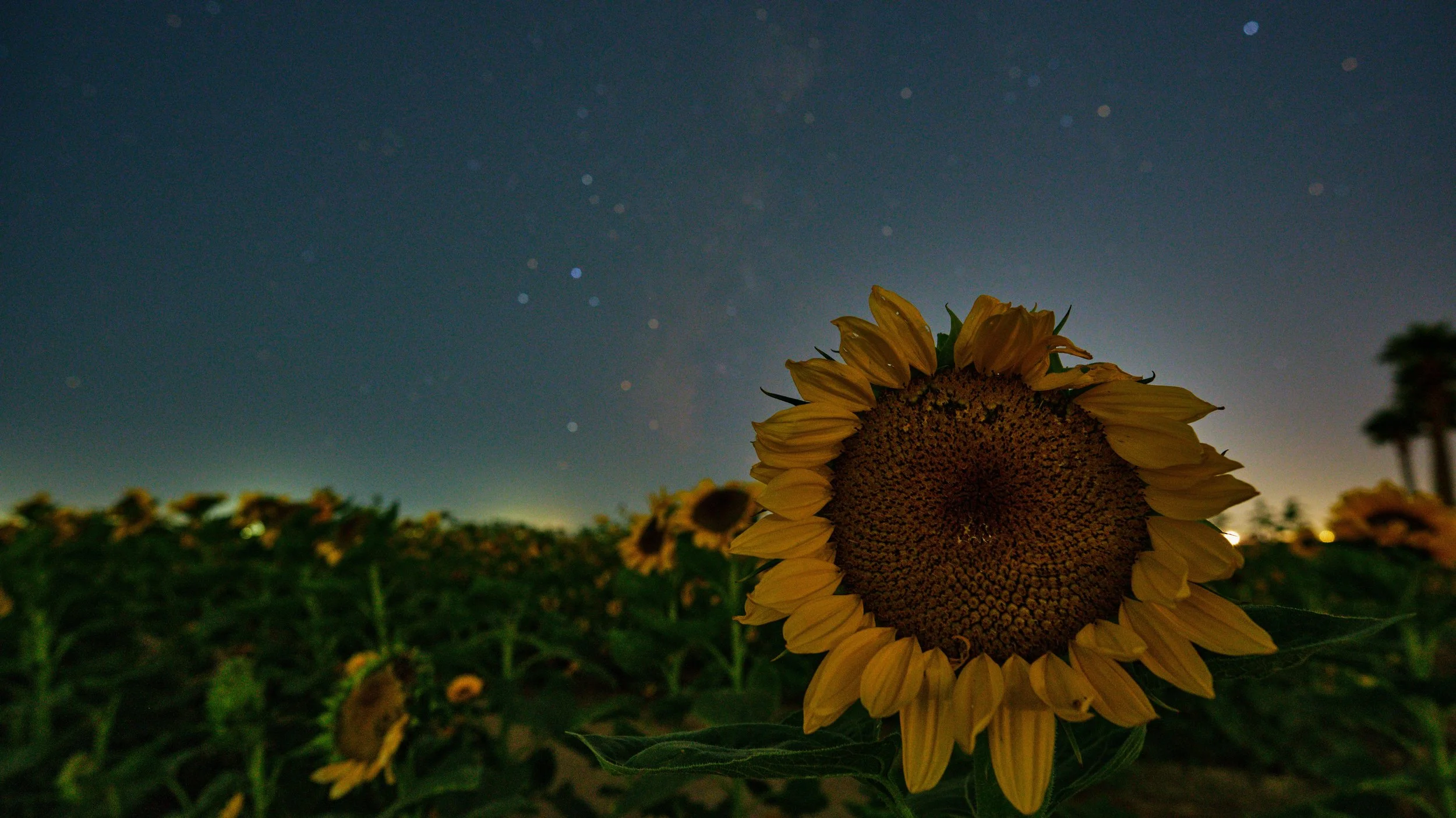 Sunflower-starlightDSCF8669.jpg