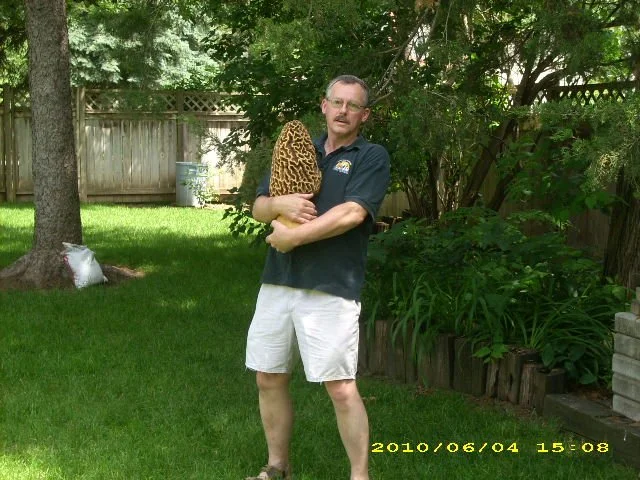 Large carved morel mushroom