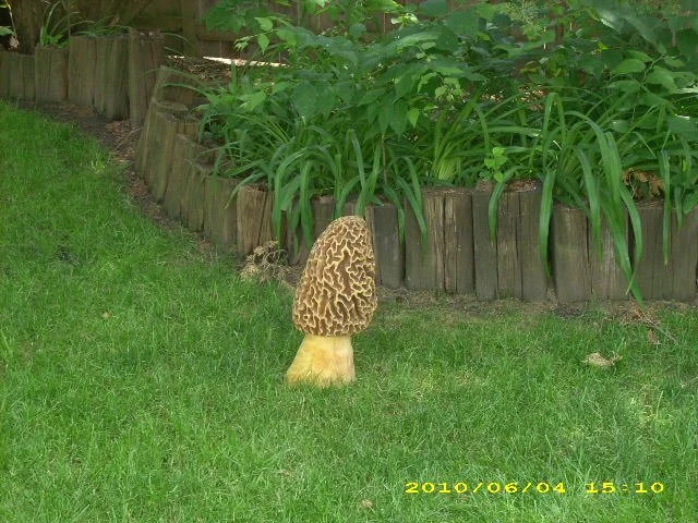 Large carved morel mushroom