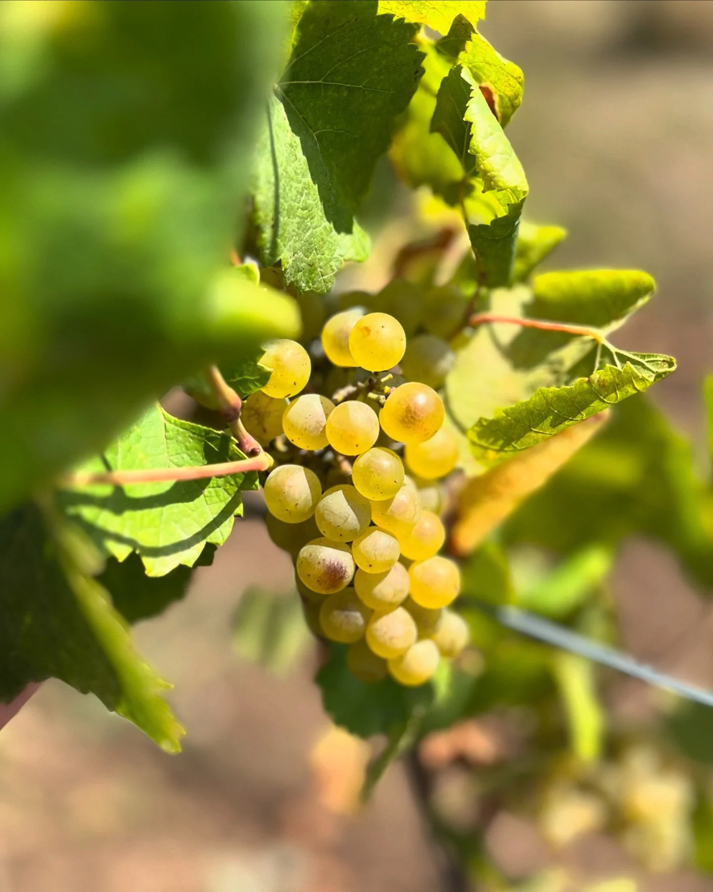 SZ&Uuml;RET
&mdash;&mdash;
Hamarosan &eacute;rkez&uuml;nk a metszőoll&oacute;kkal, &eacute;s sz&uuml;retelj&uuml;k az első f&uuml;rt&ouml;ket.
&mdash;&mdash;
Pruning shears ready &ndash; harvesting the first clusters soon.
&mdash;&mdash;
#bacsbirtok 