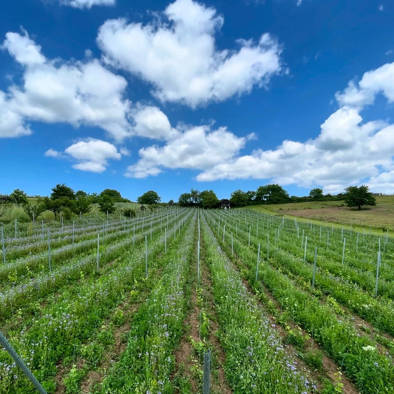 NY&Aacute;R
&mdash;&mdash;
Ny&aacute;r a birtokon. A szőlő&uuml;ltetv&eacute;nyek gy&ouml;ny&ouml;rűen z&ouml;ldek, tele energi&aacute;val.
&mdash;&mdash;
Summer at the estate. The vineyards are beautifully green and full of energy.
&mdash;&mdash;
#b