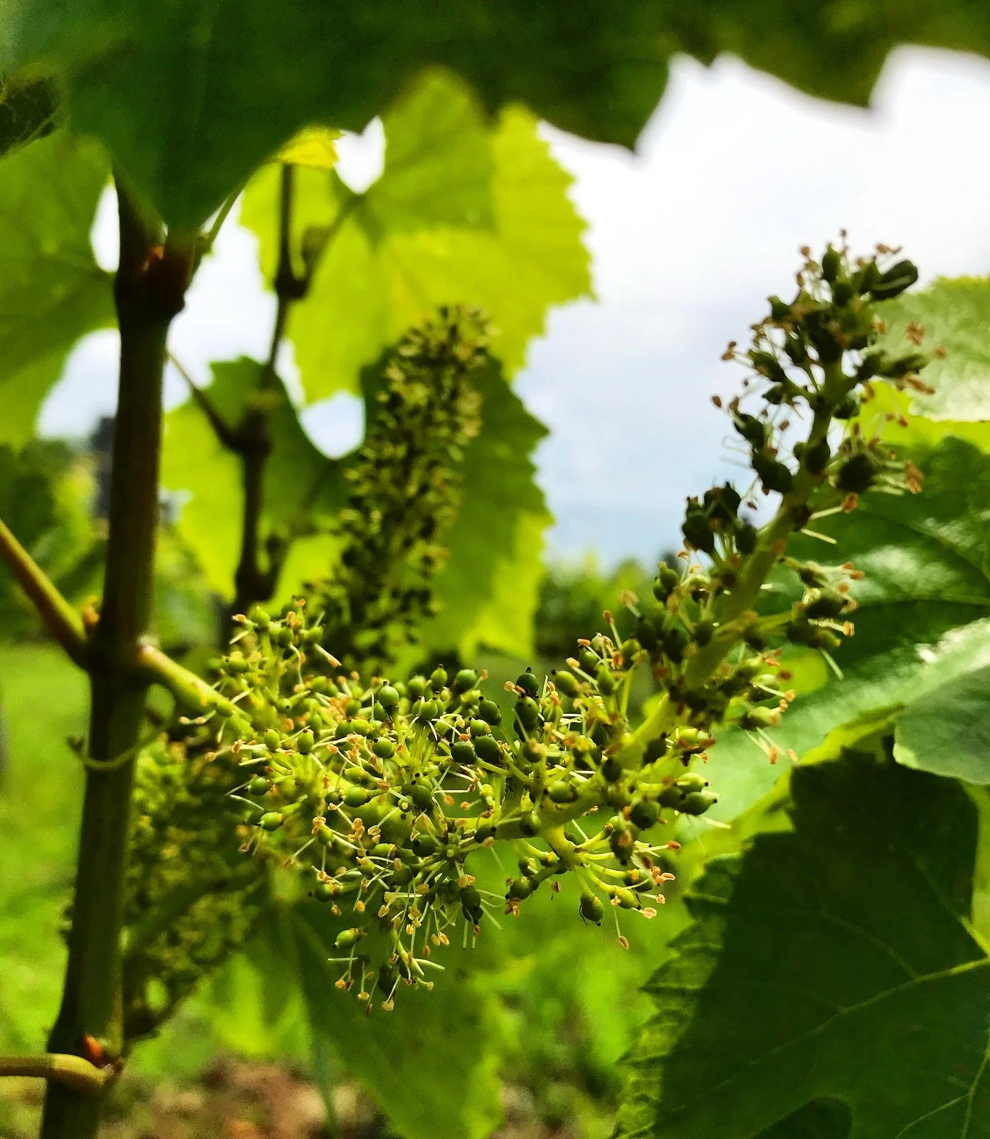 TAVASZ
&mdash;&mdash;
Tavasz a birtokon. Vir&aacute;gz&aacute;s a szőlőben.
&mdash;&mdash;
Spring at the estate, blossoming in the vineyard.
&mdash;&mdash;
#bacsbirtok #vineyard #hungary