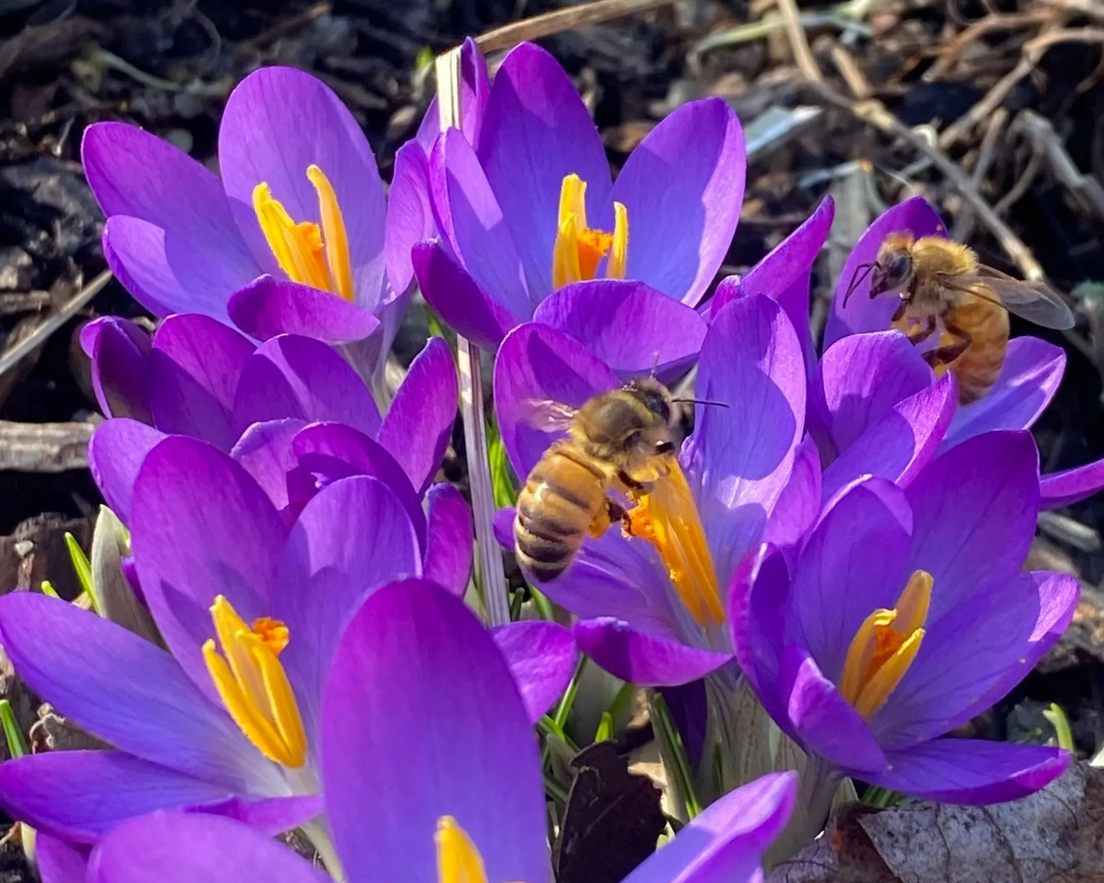 The Buzz: Word of Mouth as Social Currency