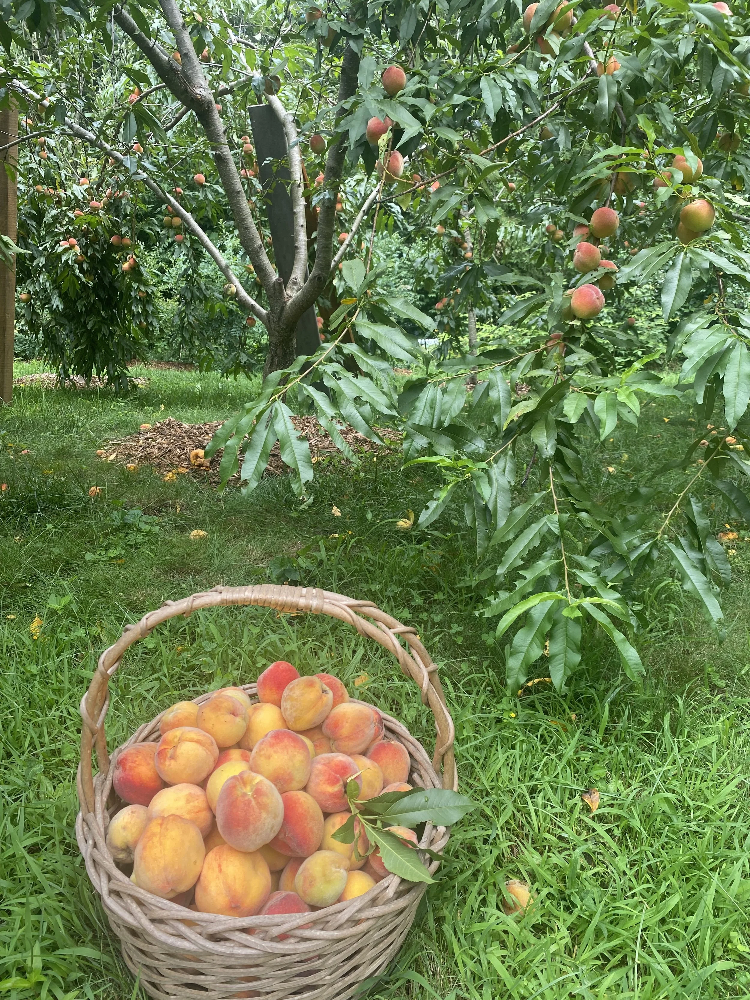 The Hard Prune: A Spring Recalibration for Your Business