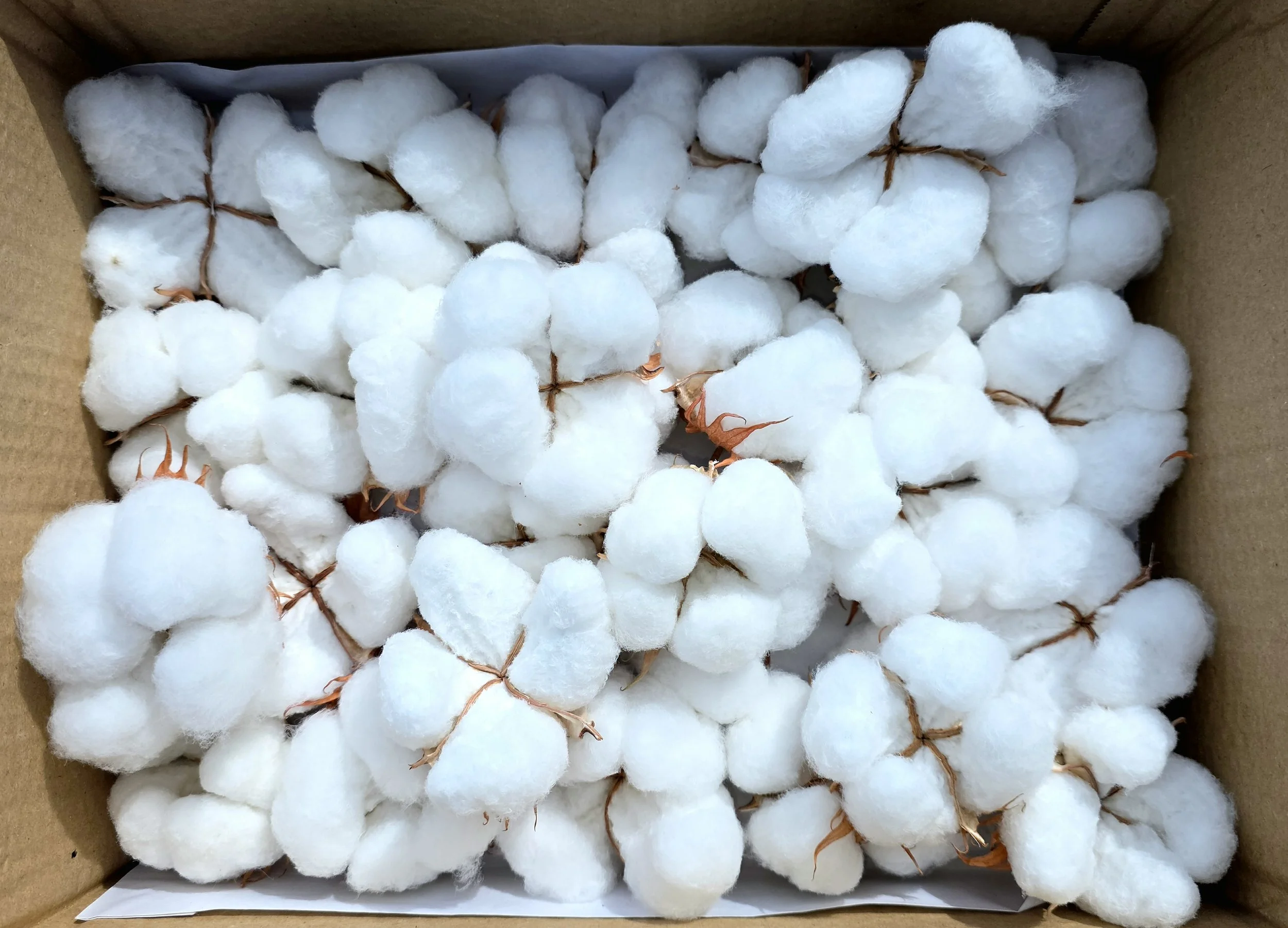 Gooddrop cotton bolls