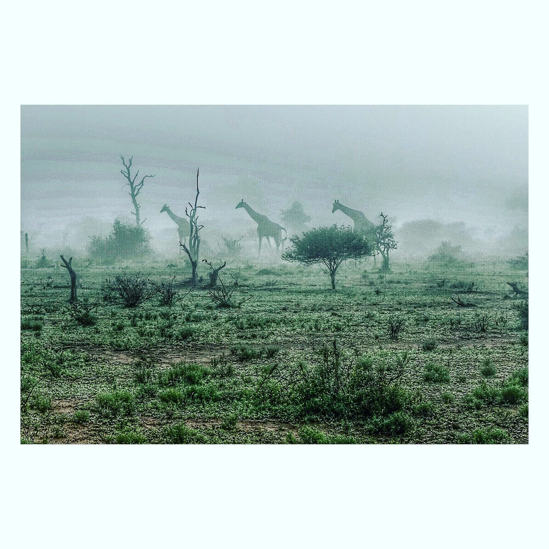 Misty grassland with bare trees in Kruger National Park