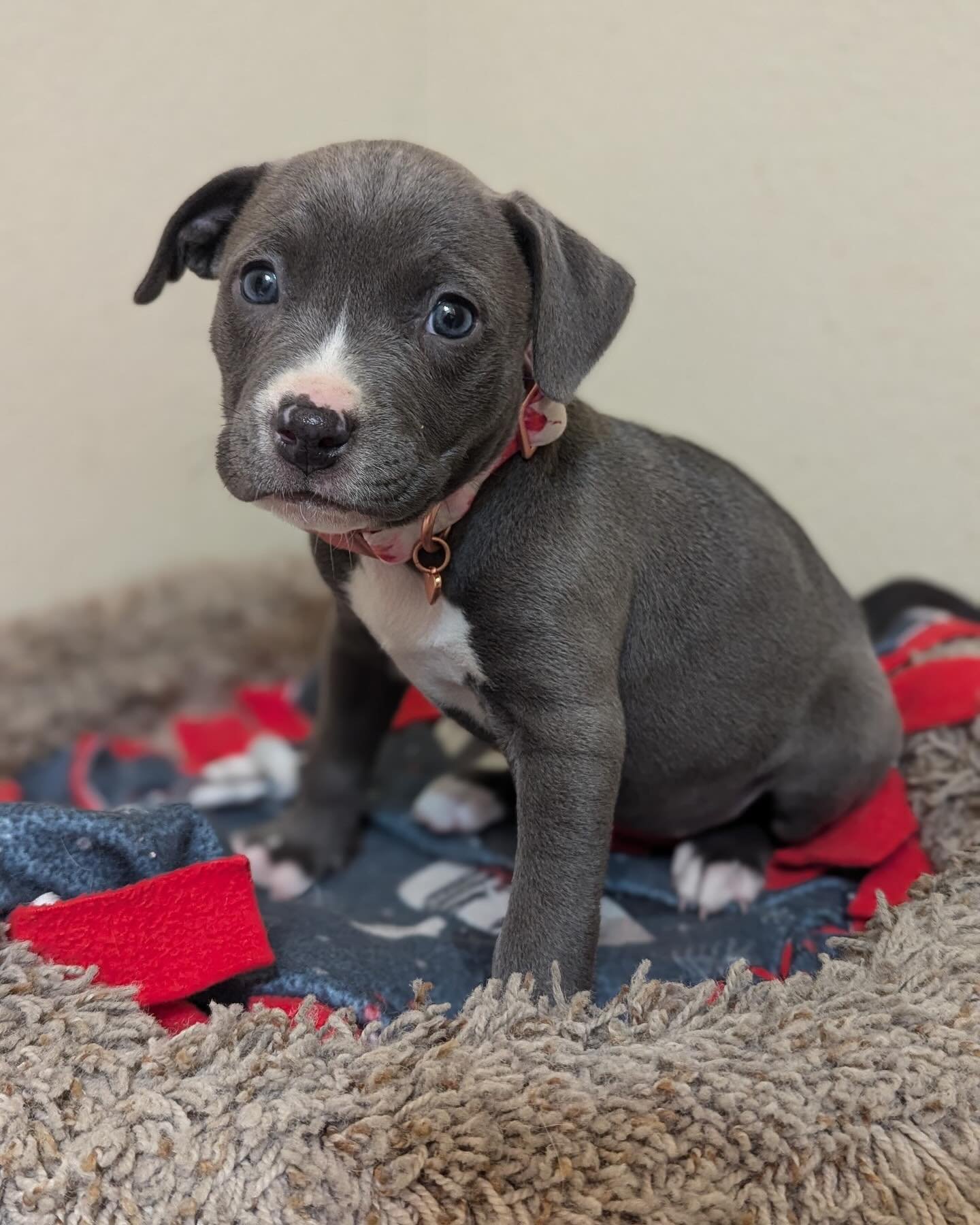 How can you not love this face??? Meet Mercedes! 

#pitbull #pitbullpuppy #fosterpuppy #adoptdontshop #fosteringsaveslives