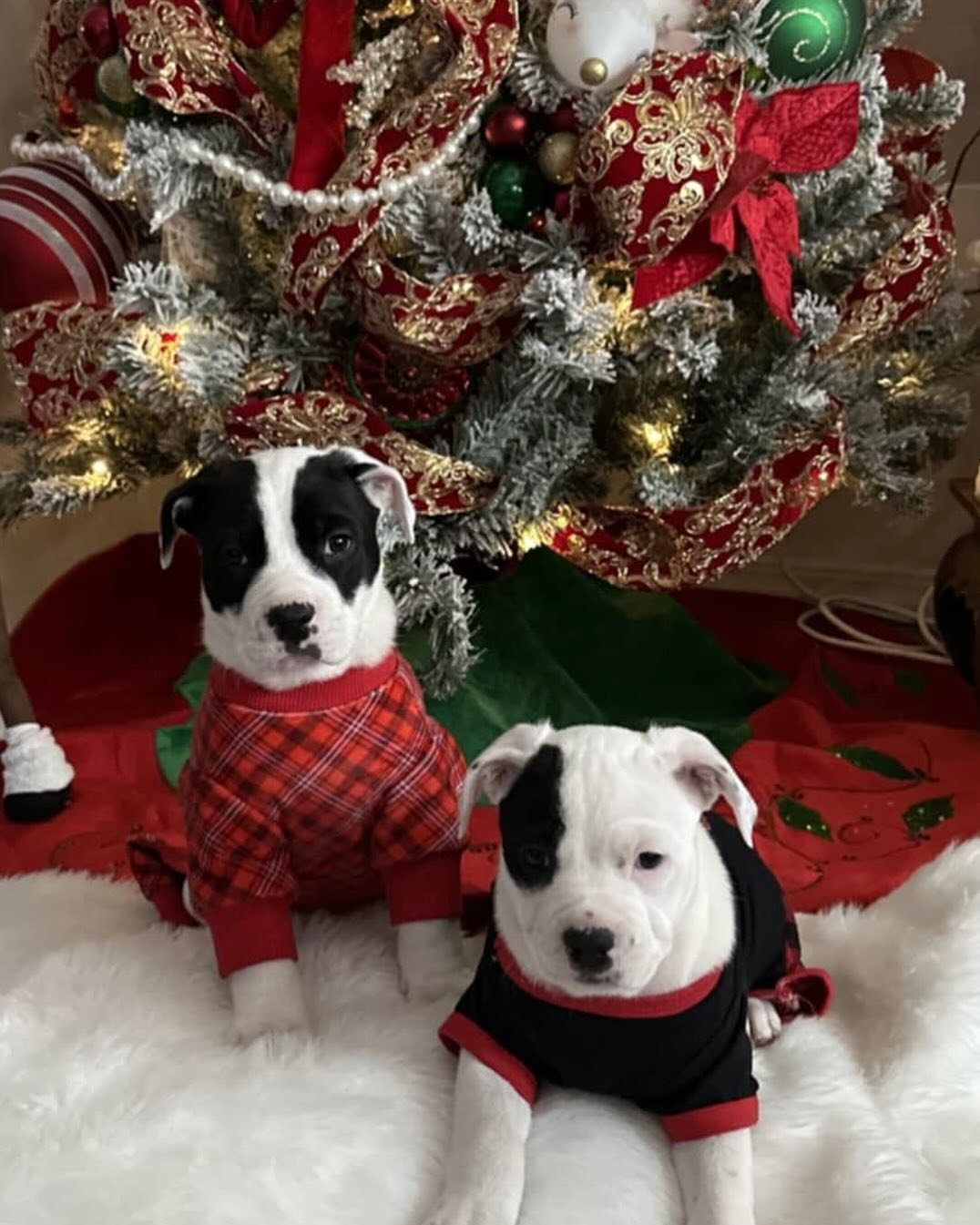 We just had to share this adorable photo. This brother-sister duo are headed to Mario&rsquo;s Paw! Their current foster mama snapped this adorable photo. We cannot wait to meet these puppies! They will both be available for adoption in a week and a h
