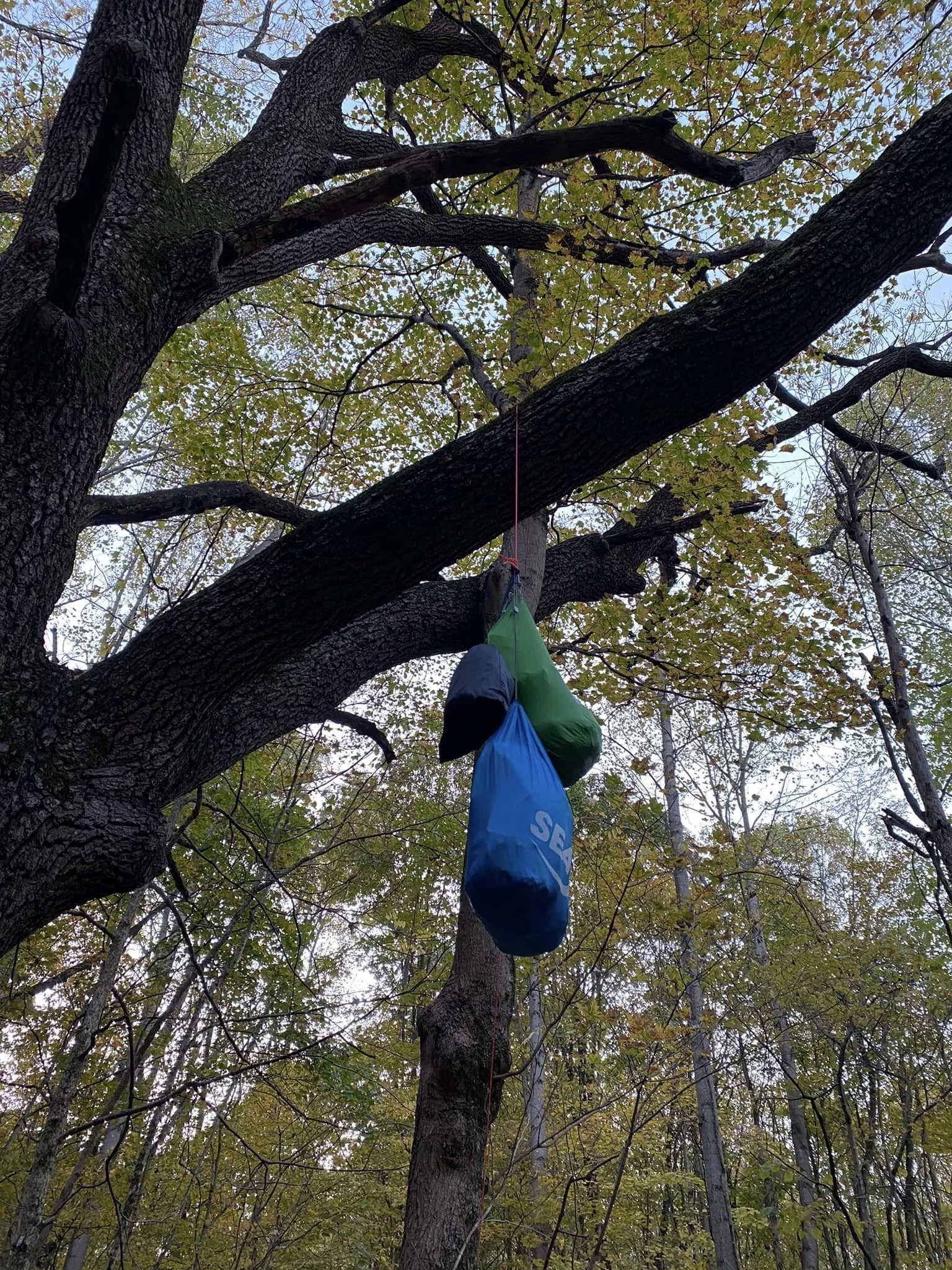 OL1.jpg