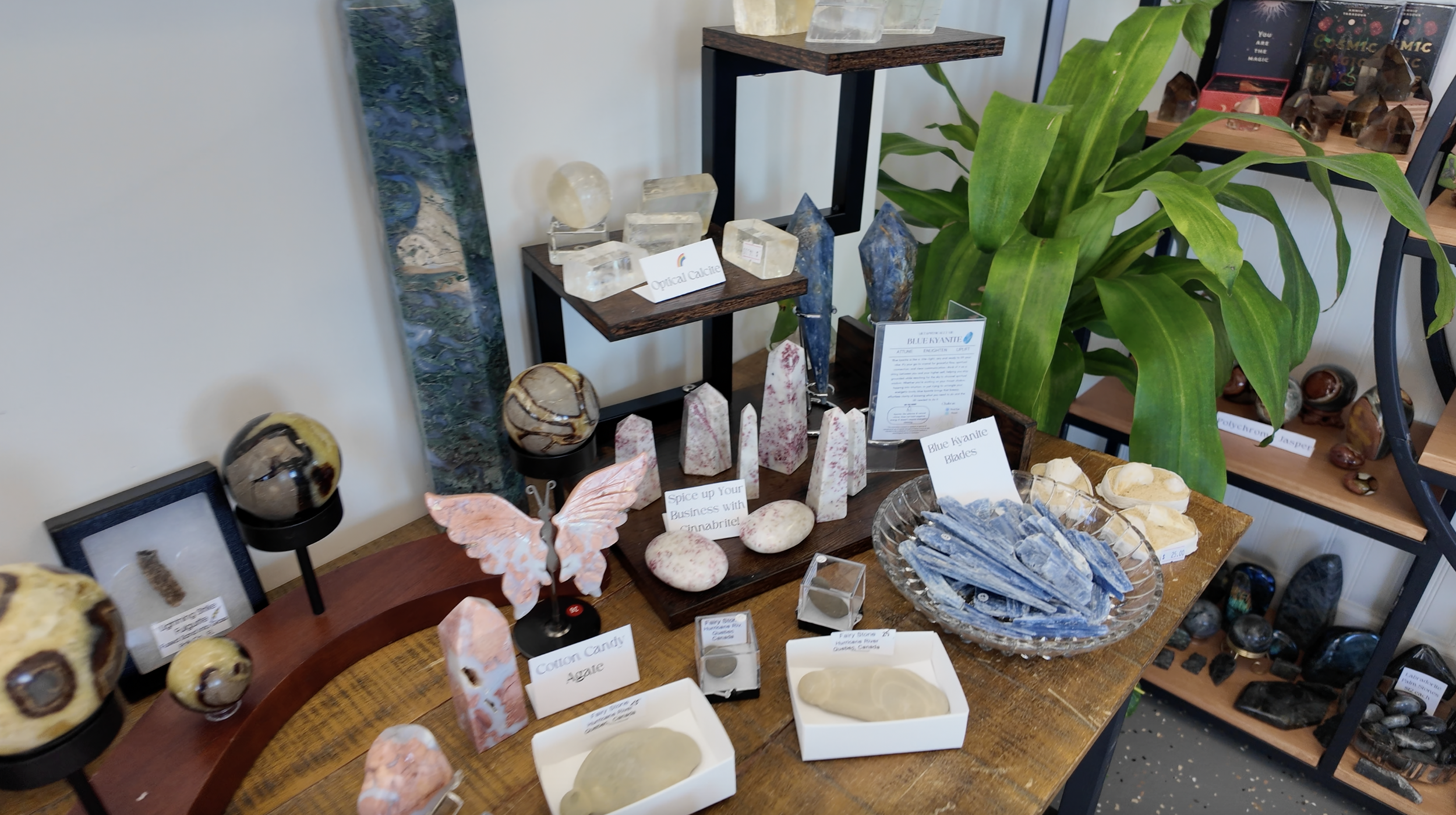 Display of various polished stones and crystals, with a large green plant in the background and informational signs about the stones, on a wooden table in a retail store.