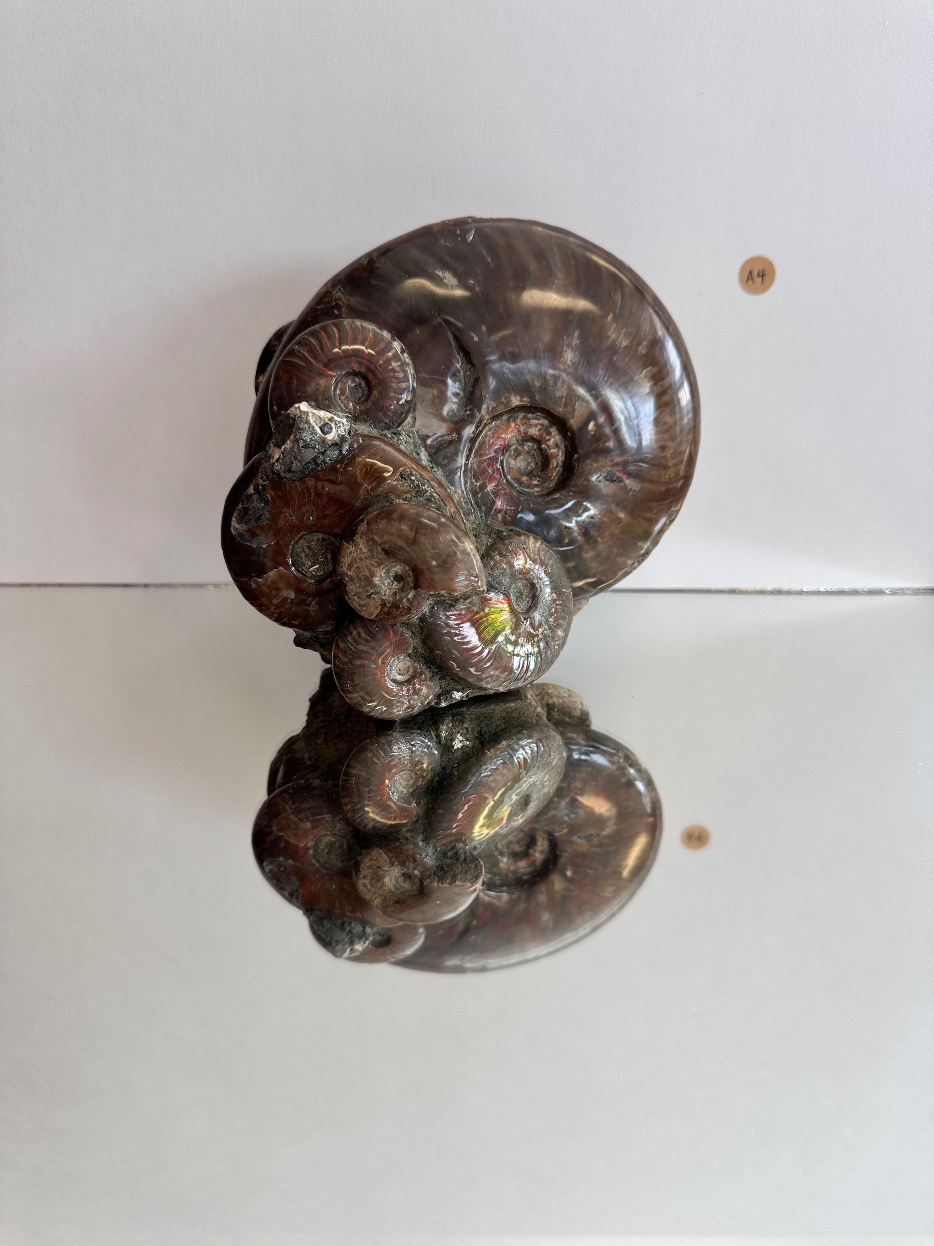 Standing Ammonite Fossil (A4)- Madagascar