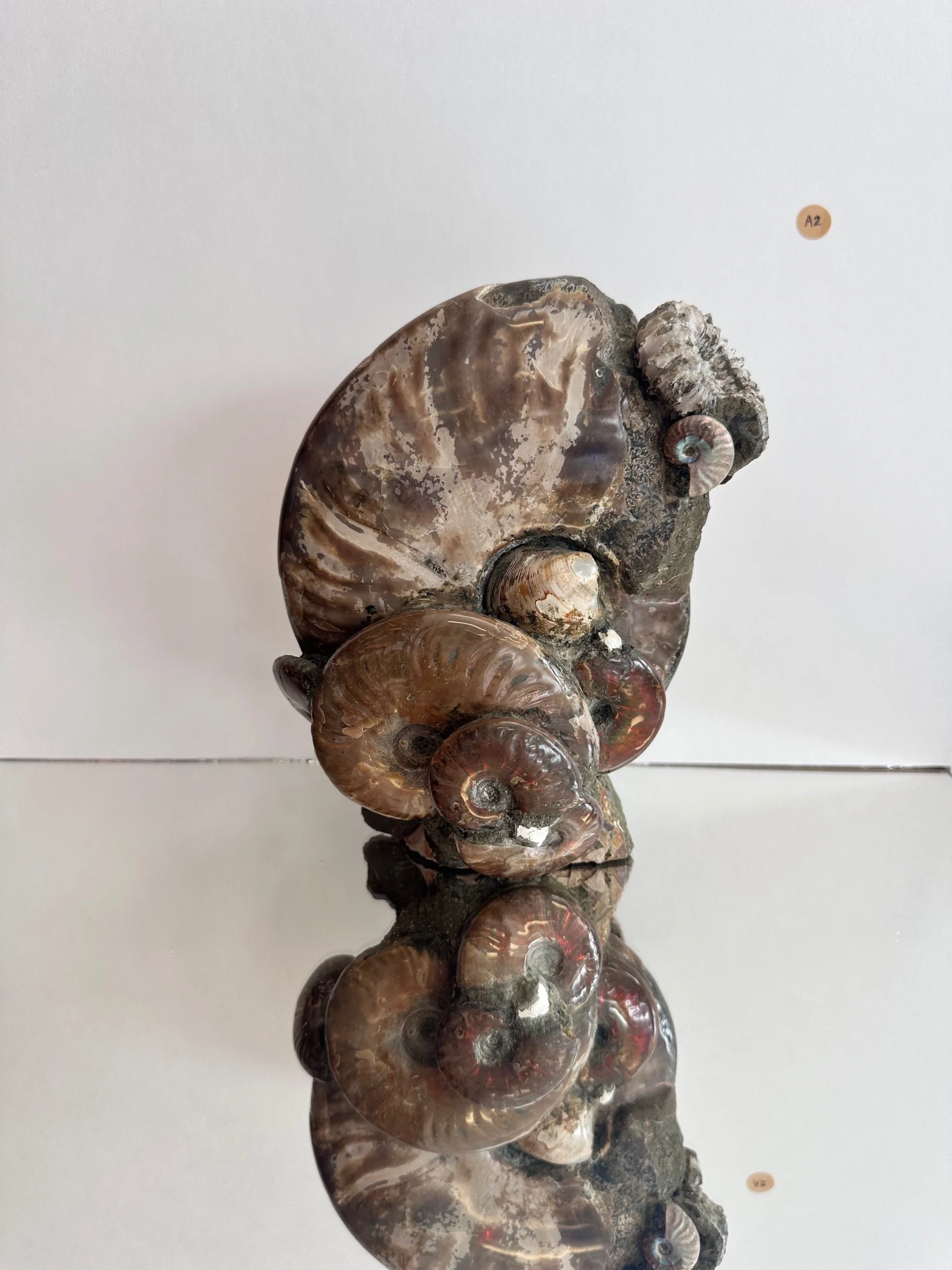 Standing Ammonite Fossil (A2)- Madagascar