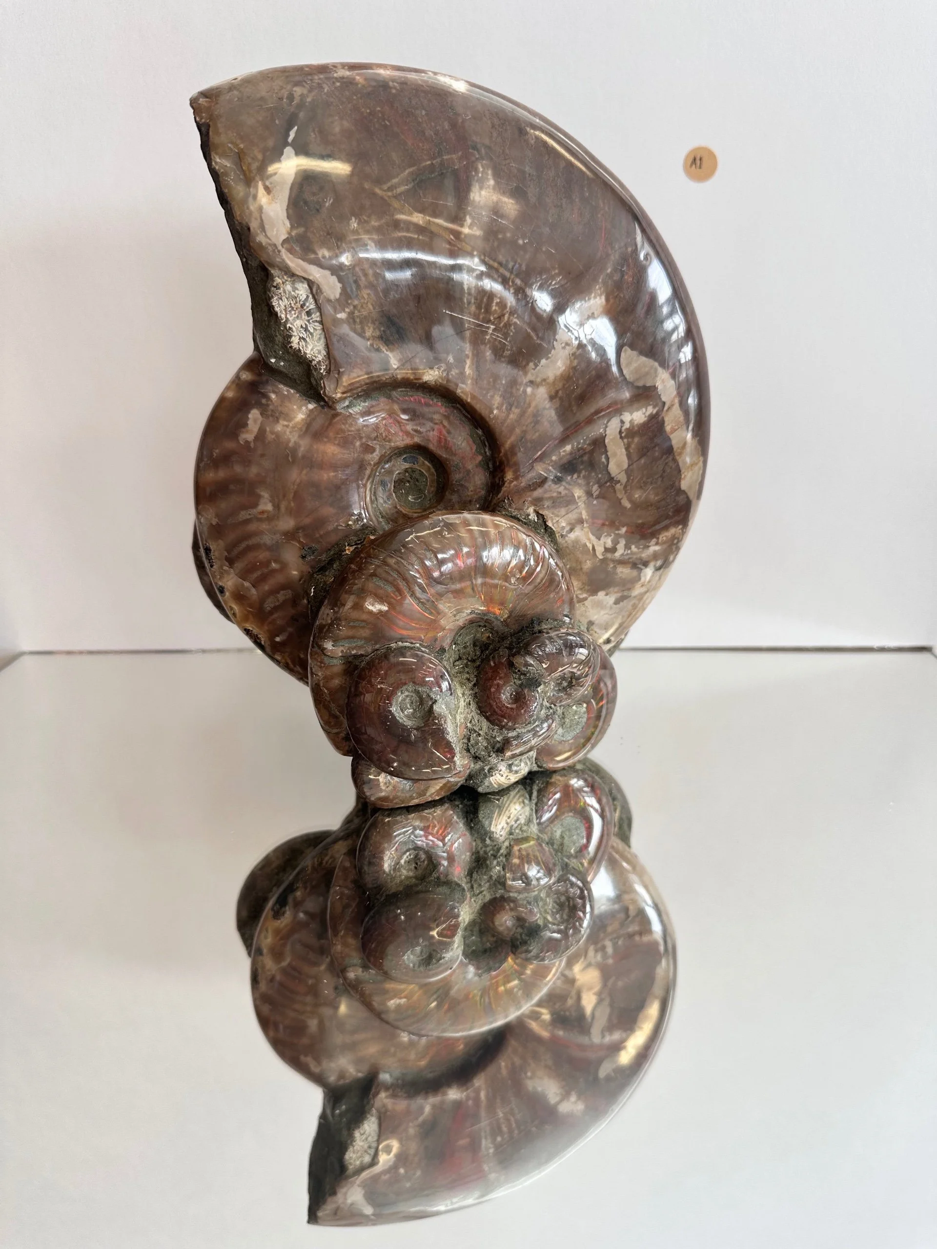 Standing Ammonite Fossil (A1)- Madagascar