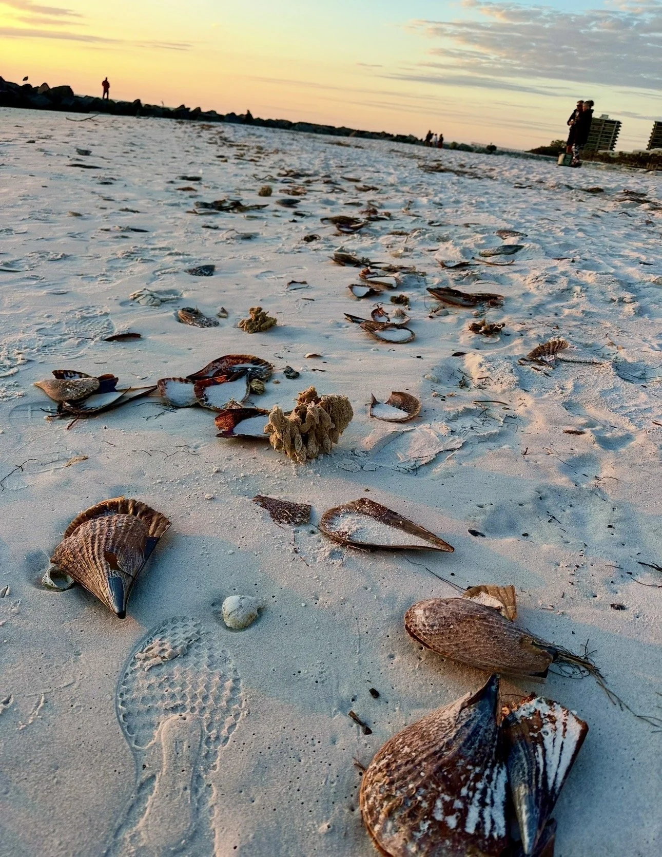 pen shells everywhere!