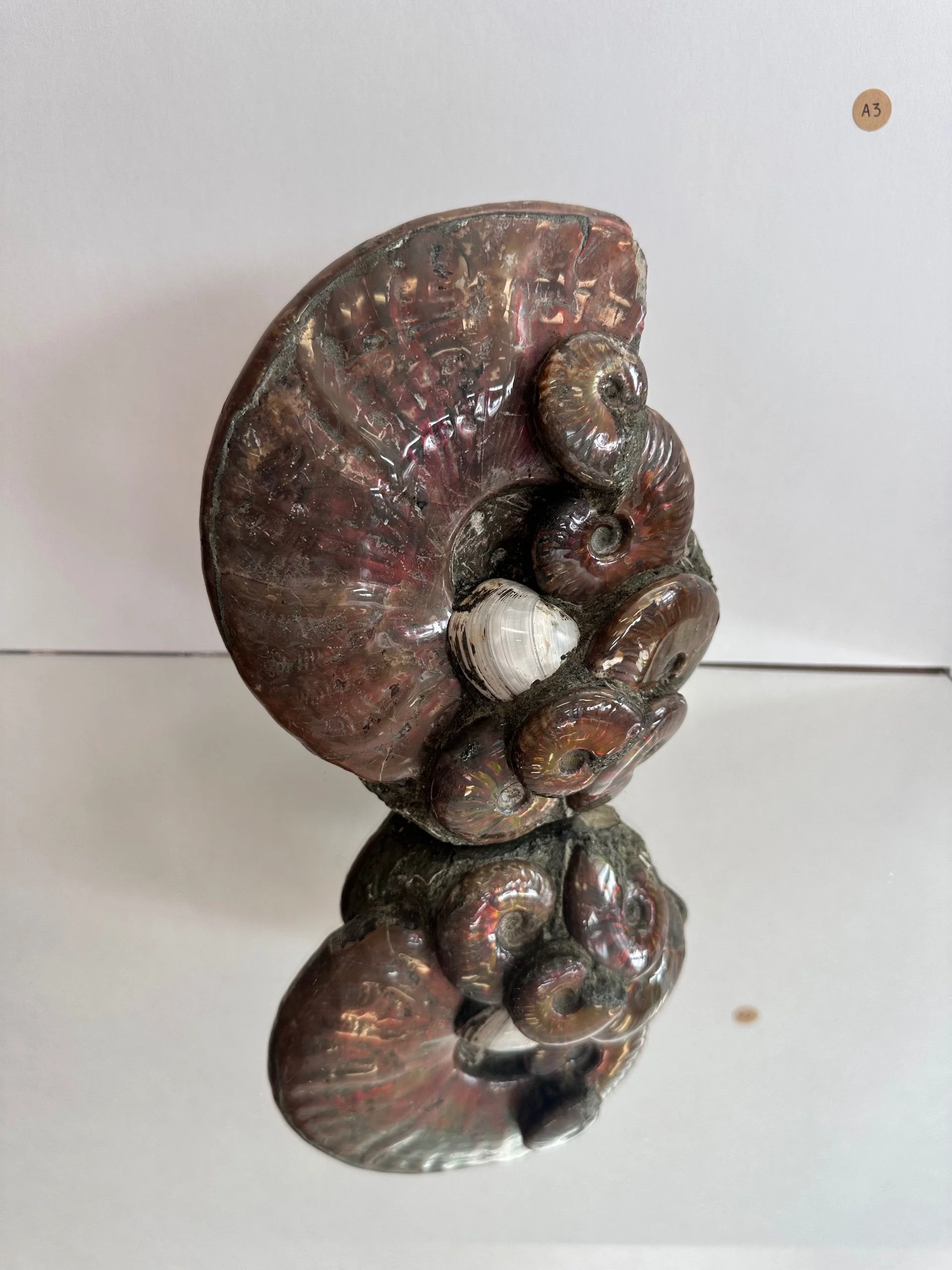 Standing Fossil Ammonite (A3)- Madagascar