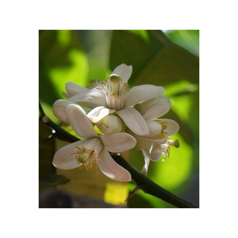 neroli.jpg