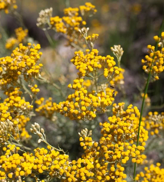 immortelle.jpg