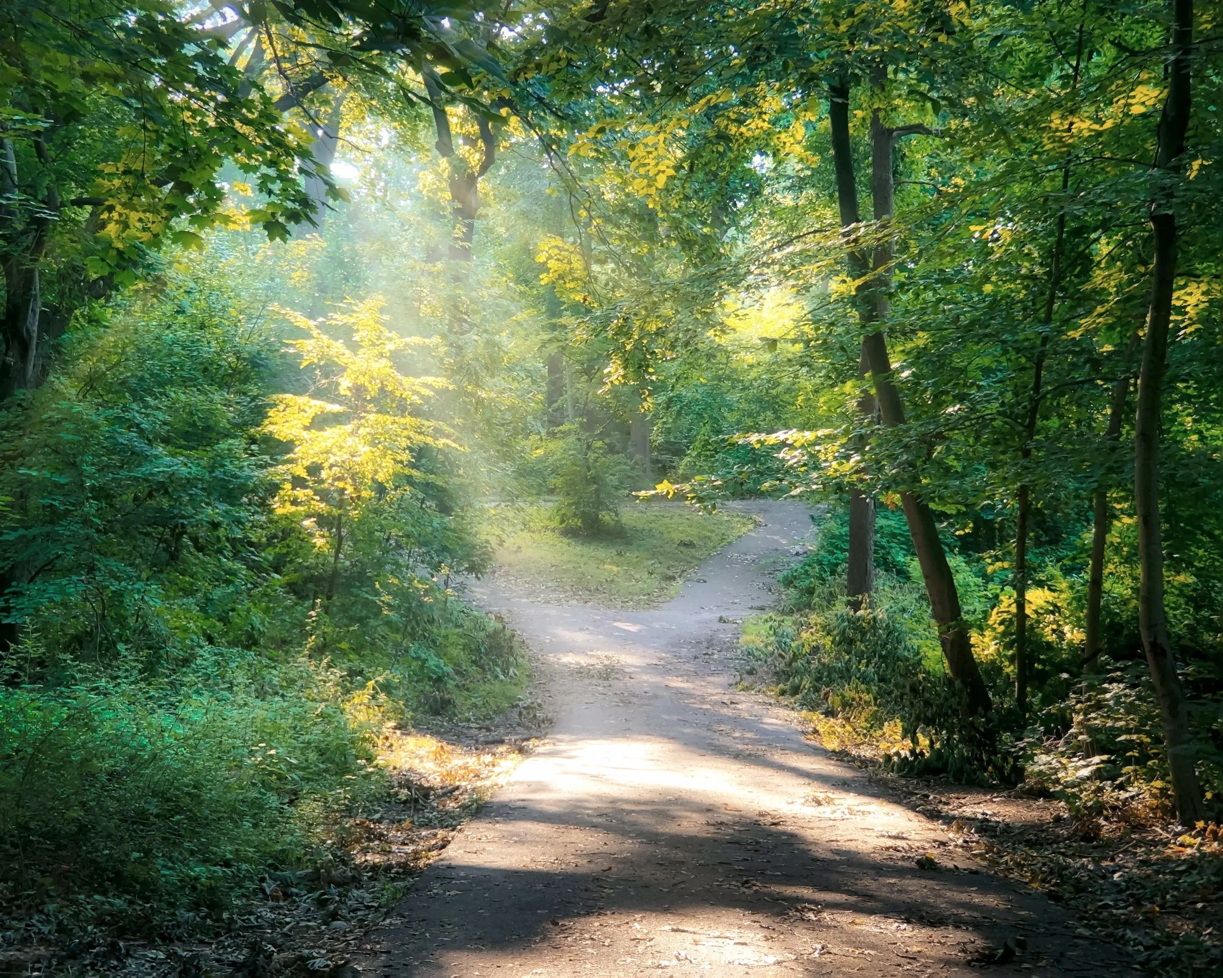 sunlit filtering through trees on a quiet woodland path
