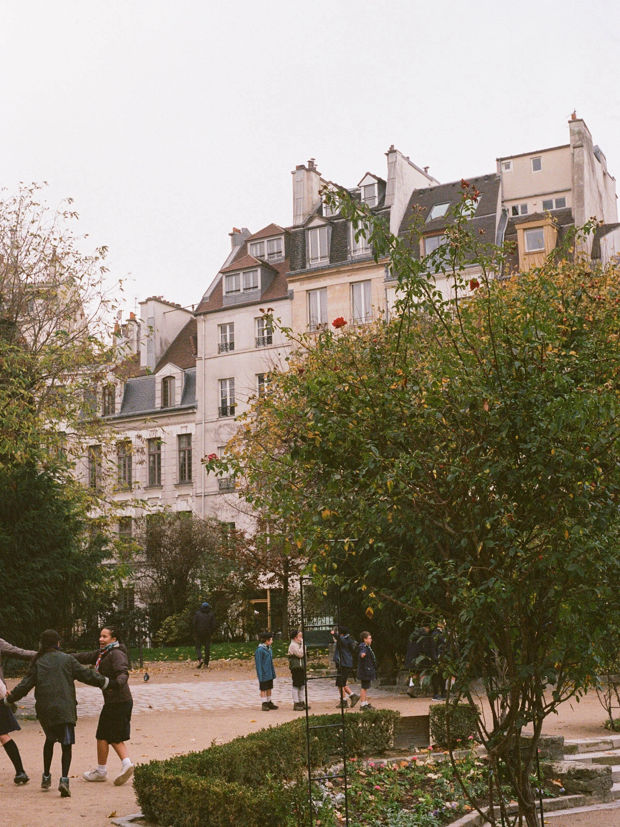 A rose bush in a park in Paris with tall buildings in the background and school children playing.
