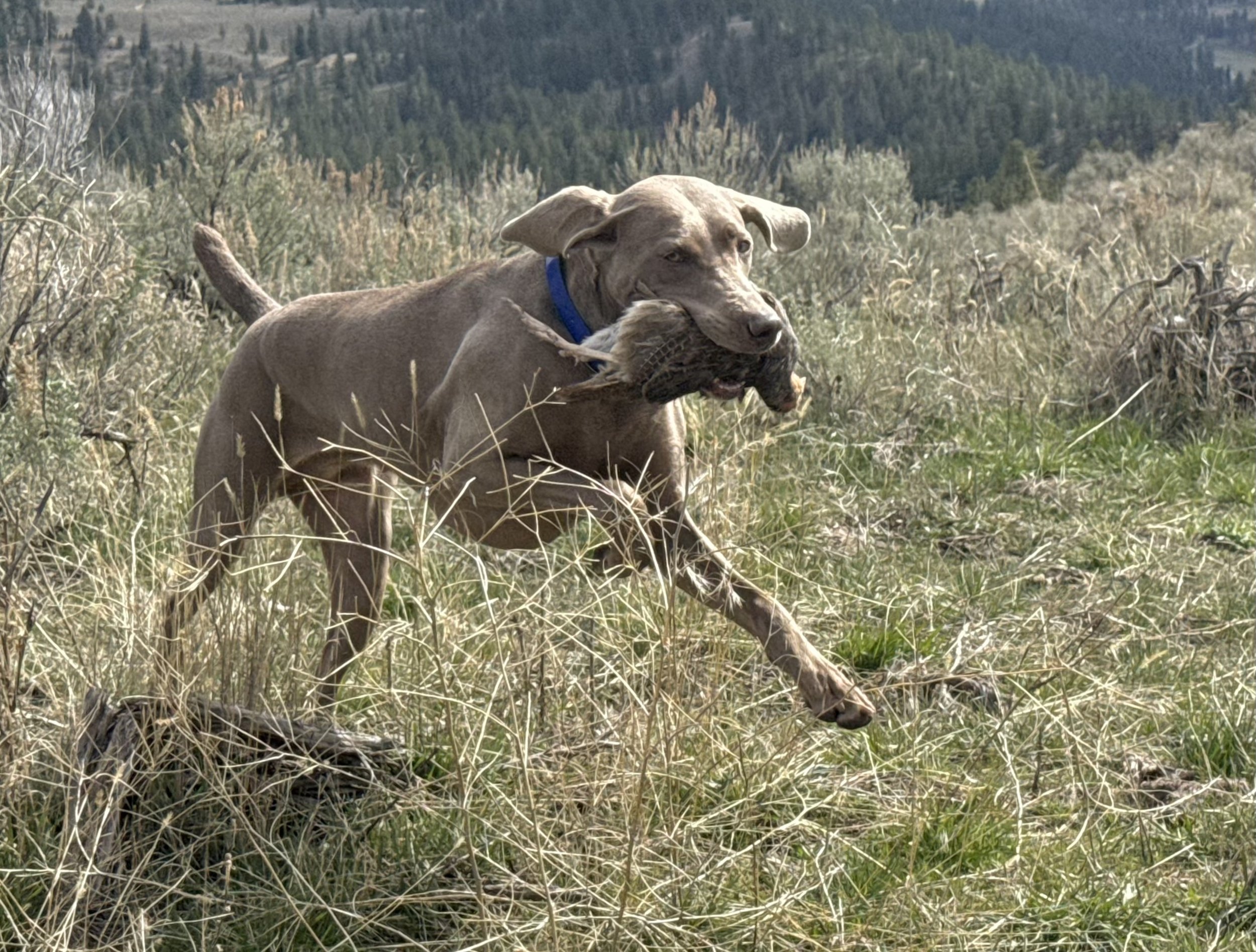 SodaChukFetch.jpeg