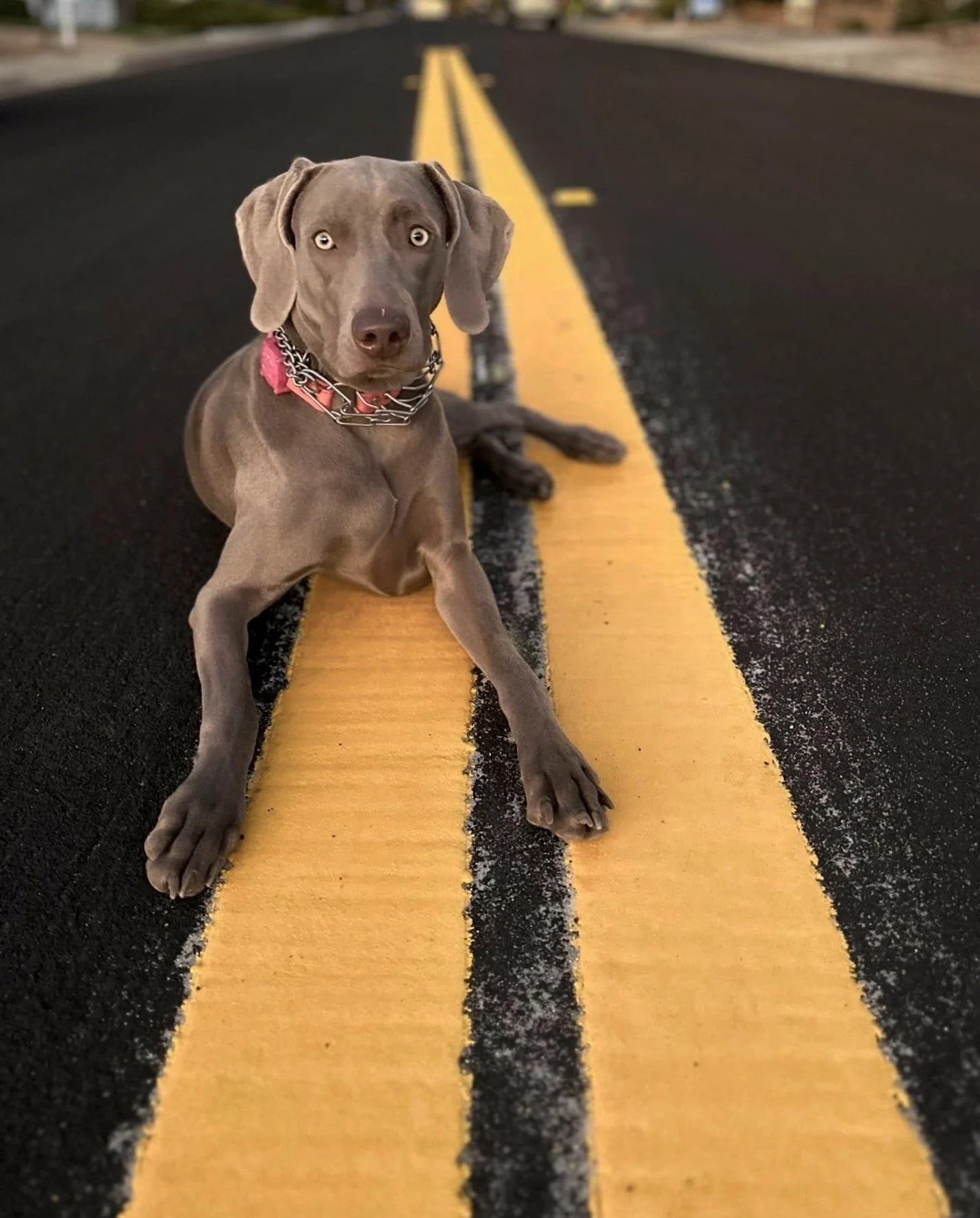 GracieHighway 2.jpeg