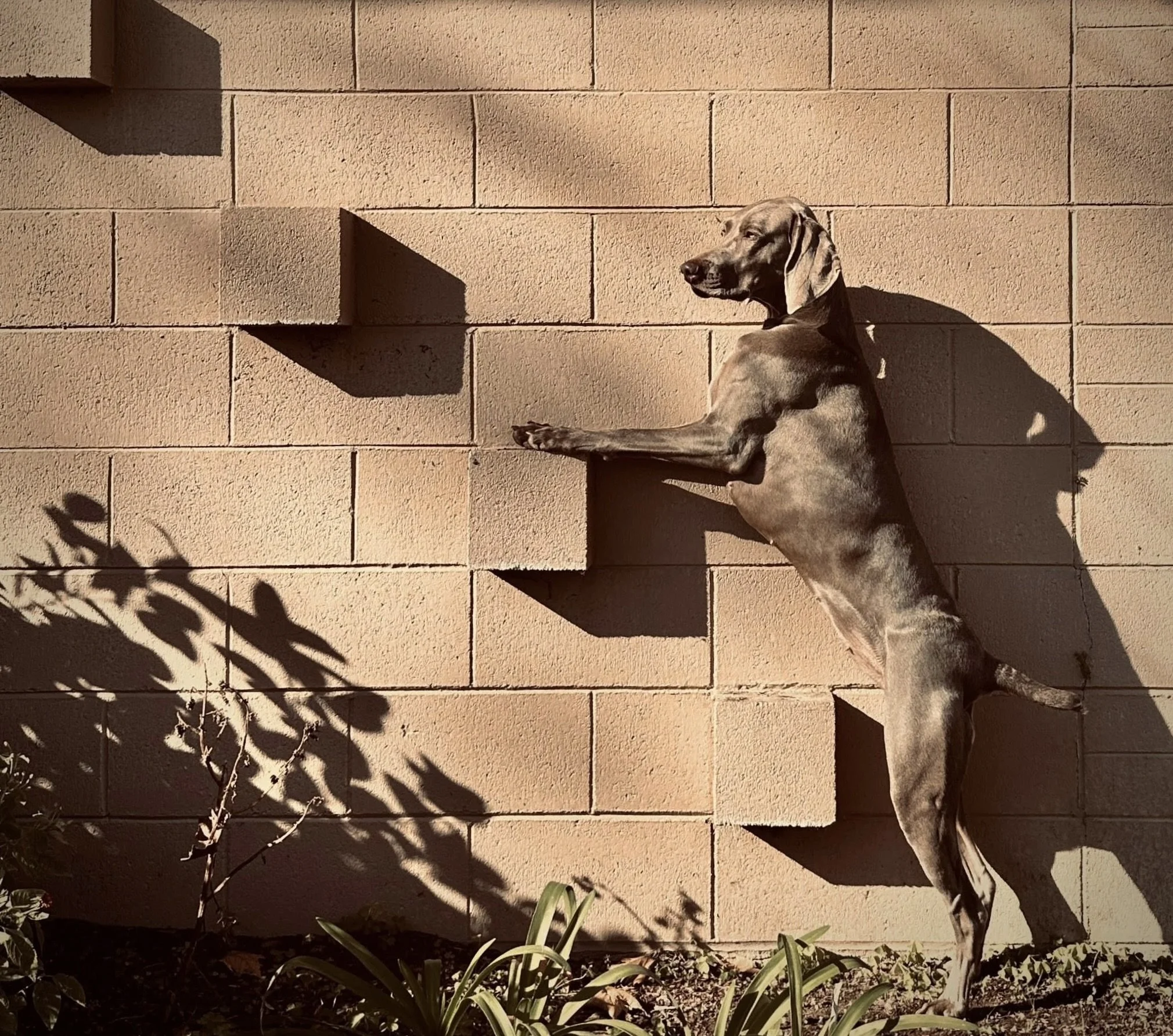 GracieShadows 2 2.jpg